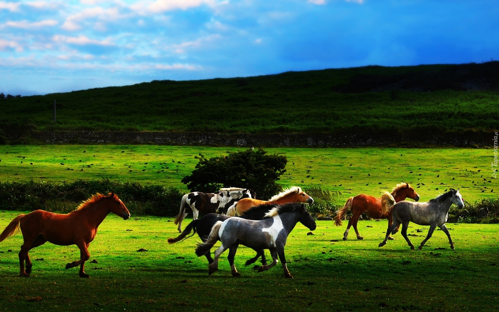 Konie, Galop, Pastwisko, Wzgórze