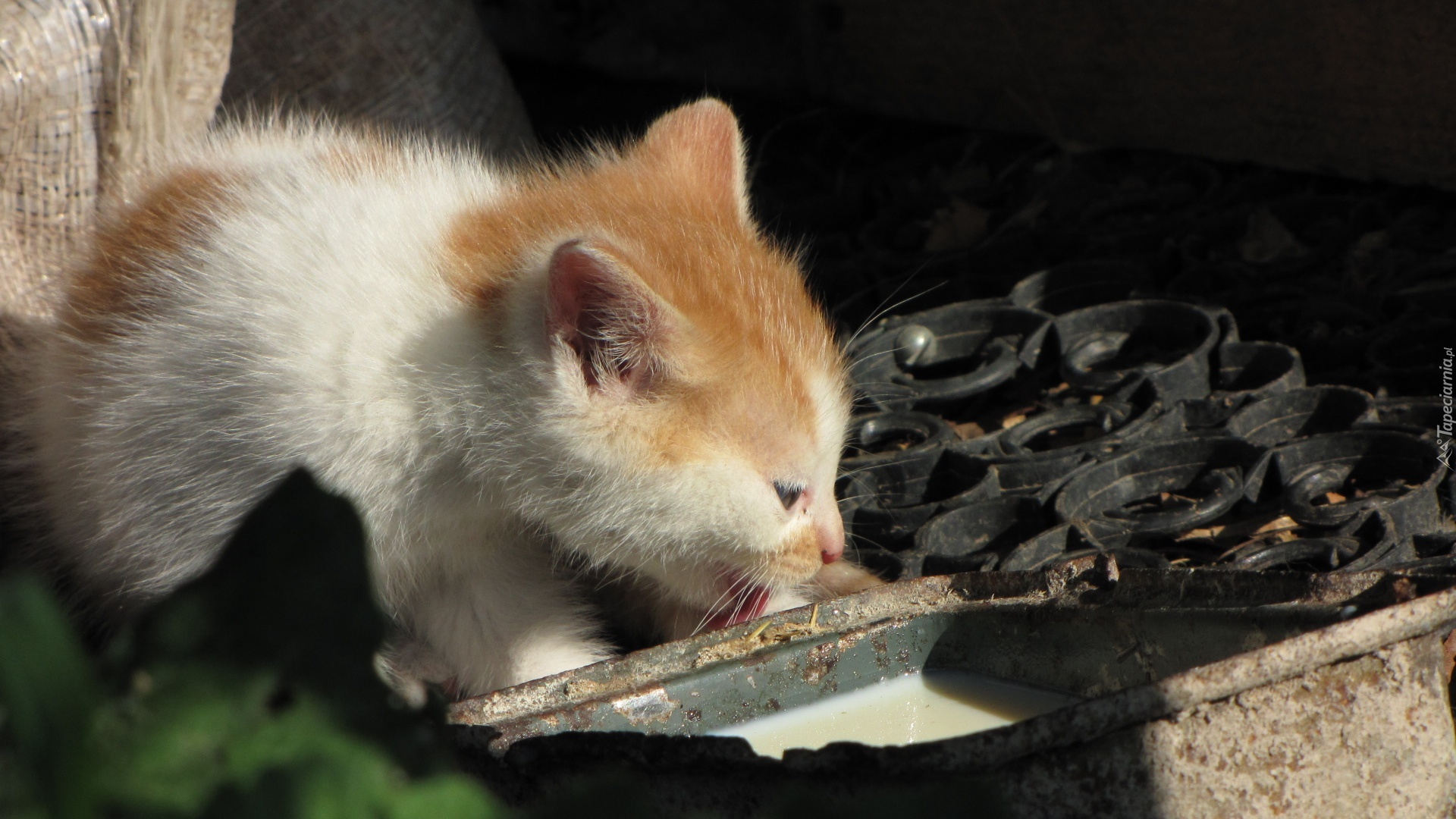 Kotek, Pojemnik, Mleko