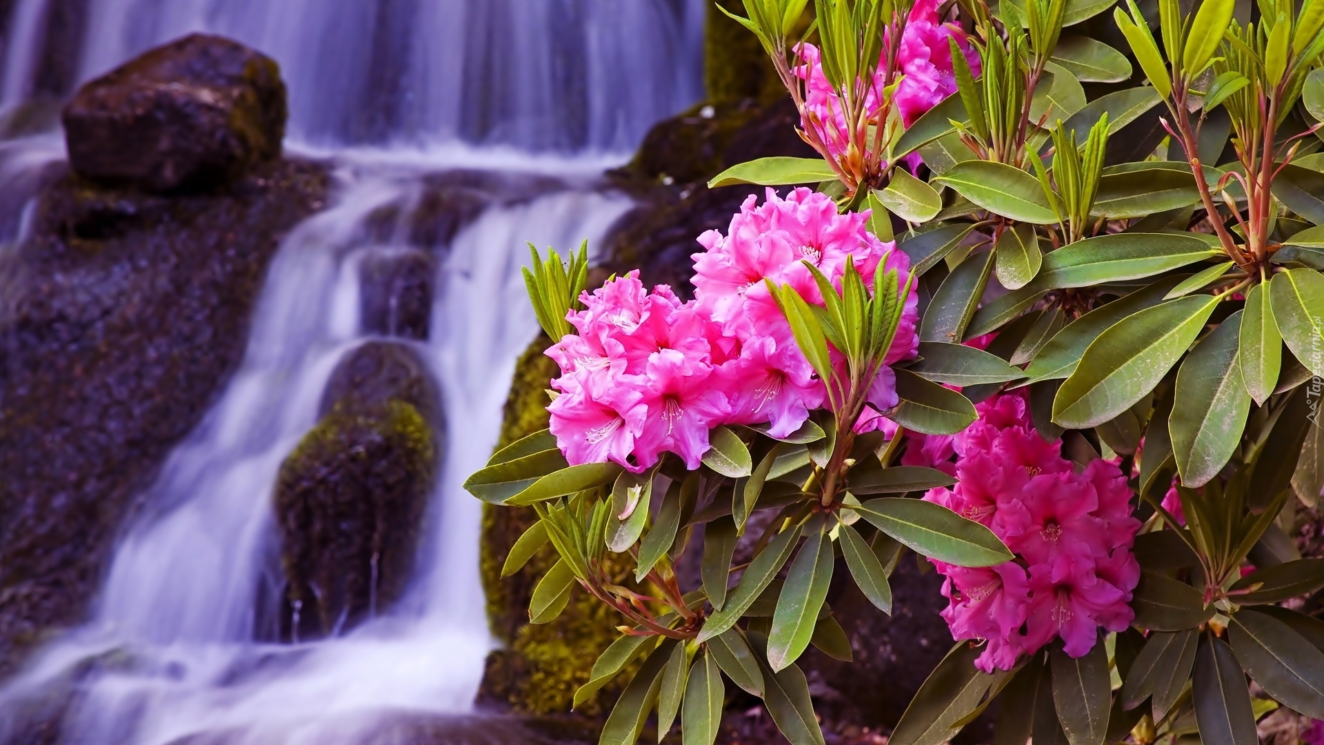 Kwiaty, Rododendrony, Wodospad