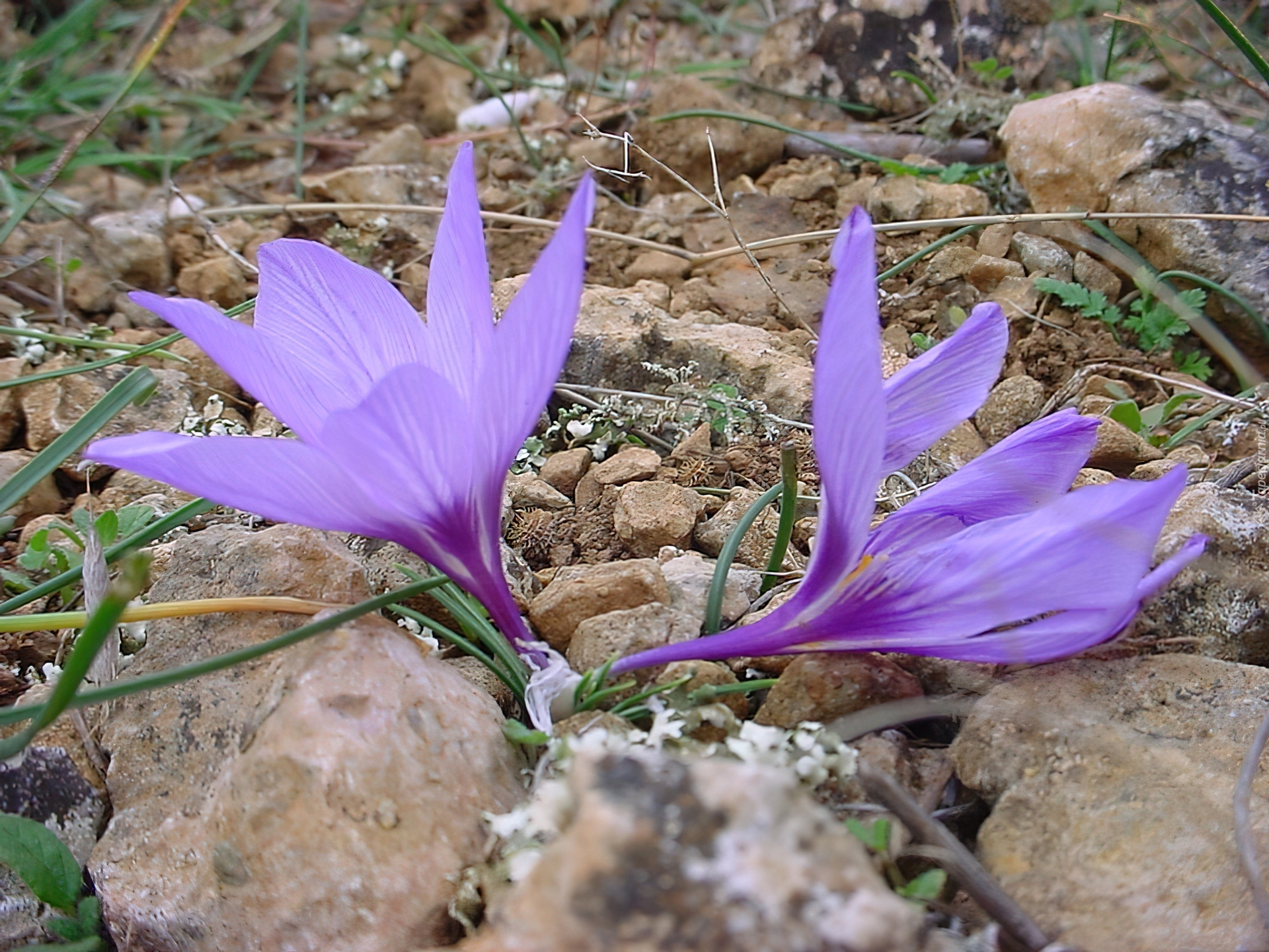 Krokus, Kamienie