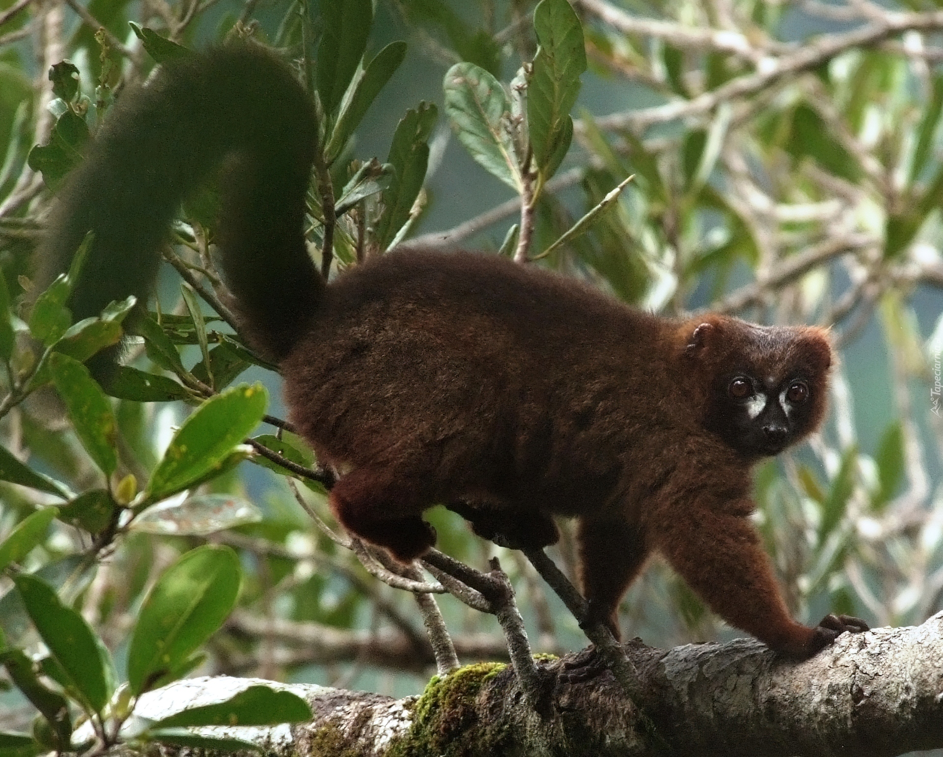 Lemur, Drzewo, Liście