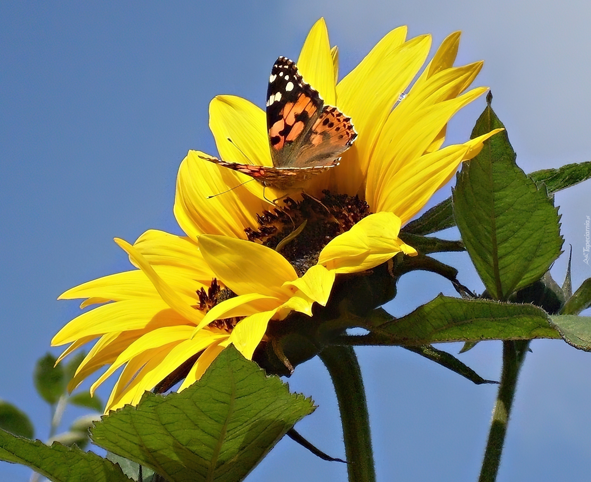 Słonecznik, Kolorowy, Motyl