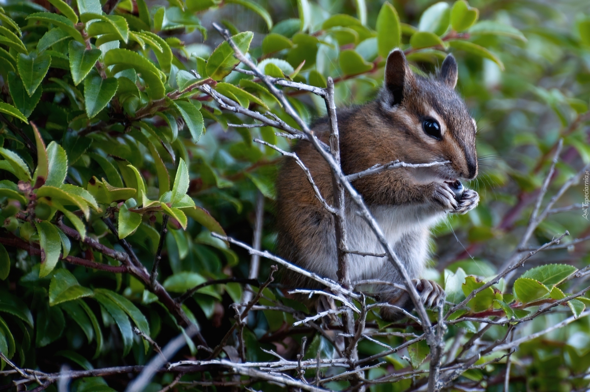 Gałązki, Drzewa, Chipmunk