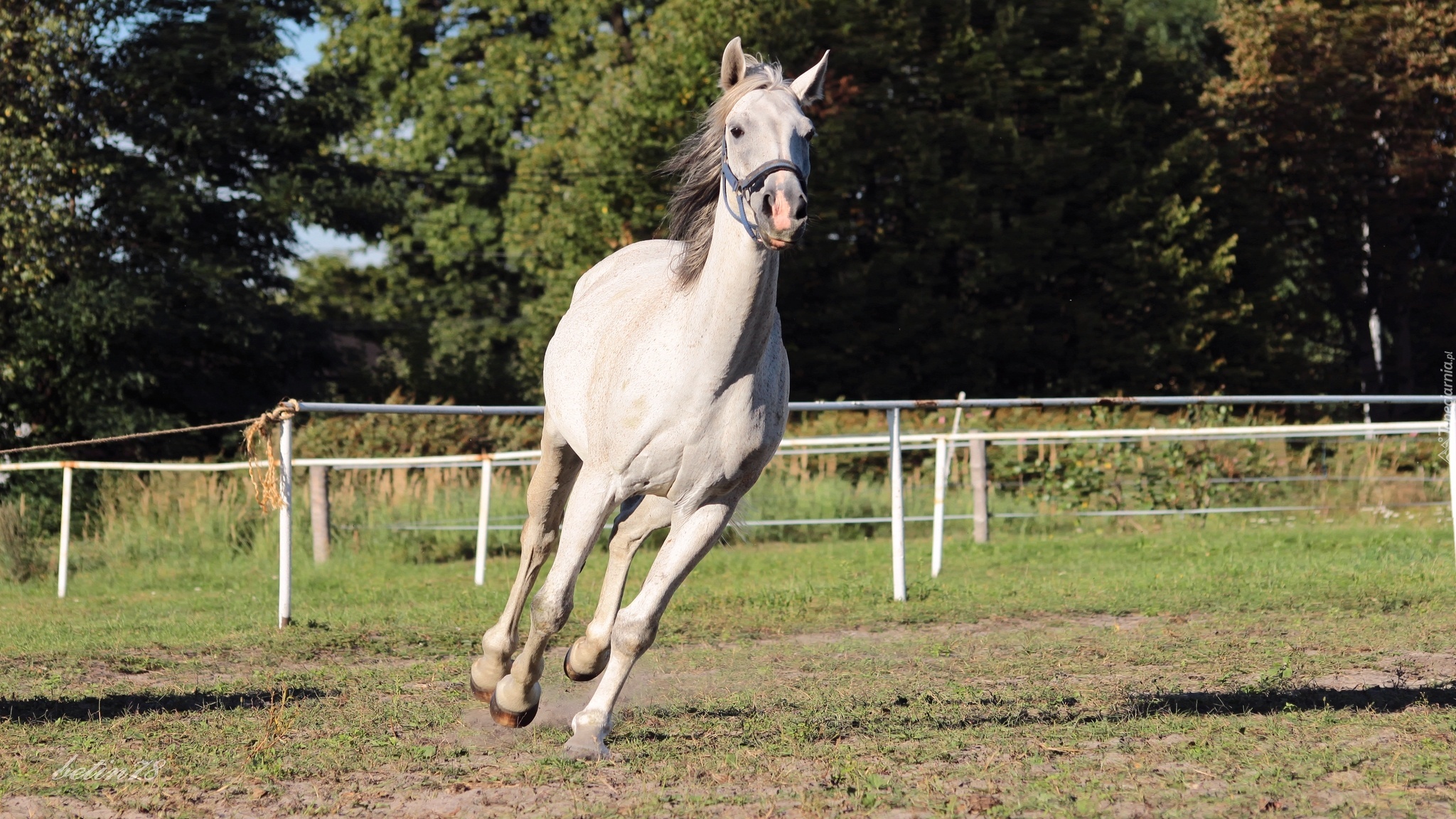 Koń, Klacz, Siwa, Padok, Galop