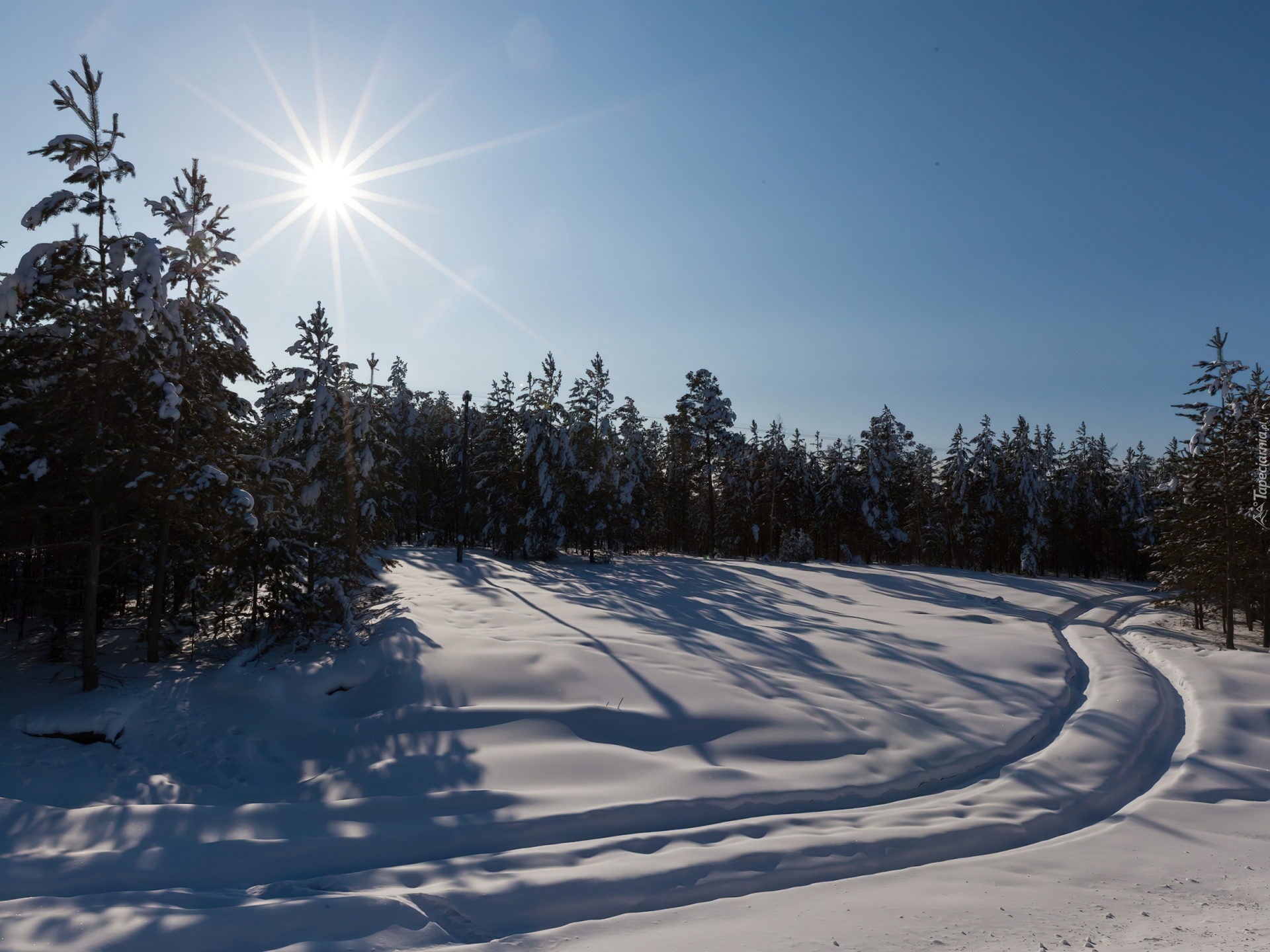 Las, Śnieg, Koleiny, Promienie, Słońca