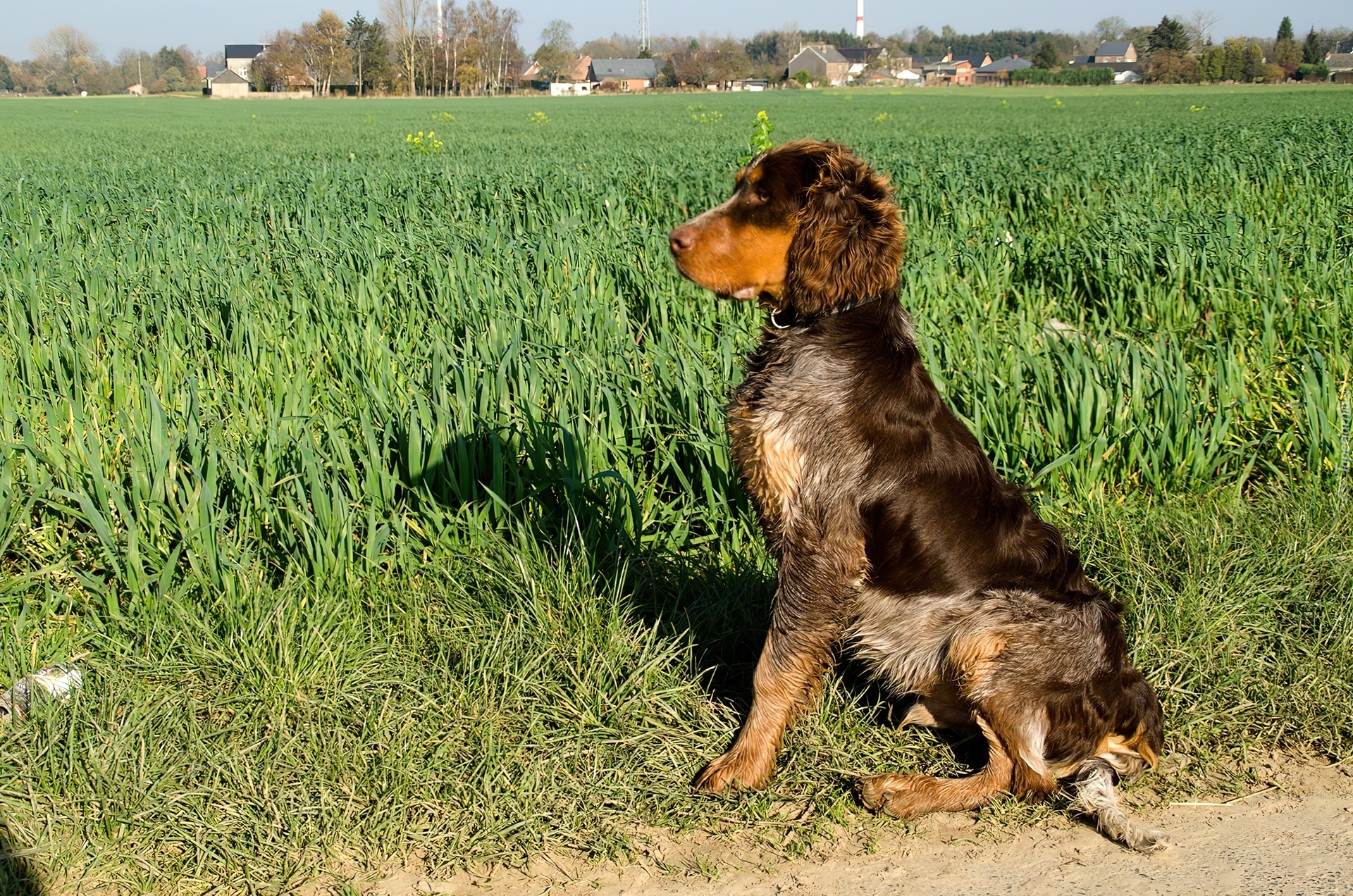 Spaniel pikardyjski, Trawy