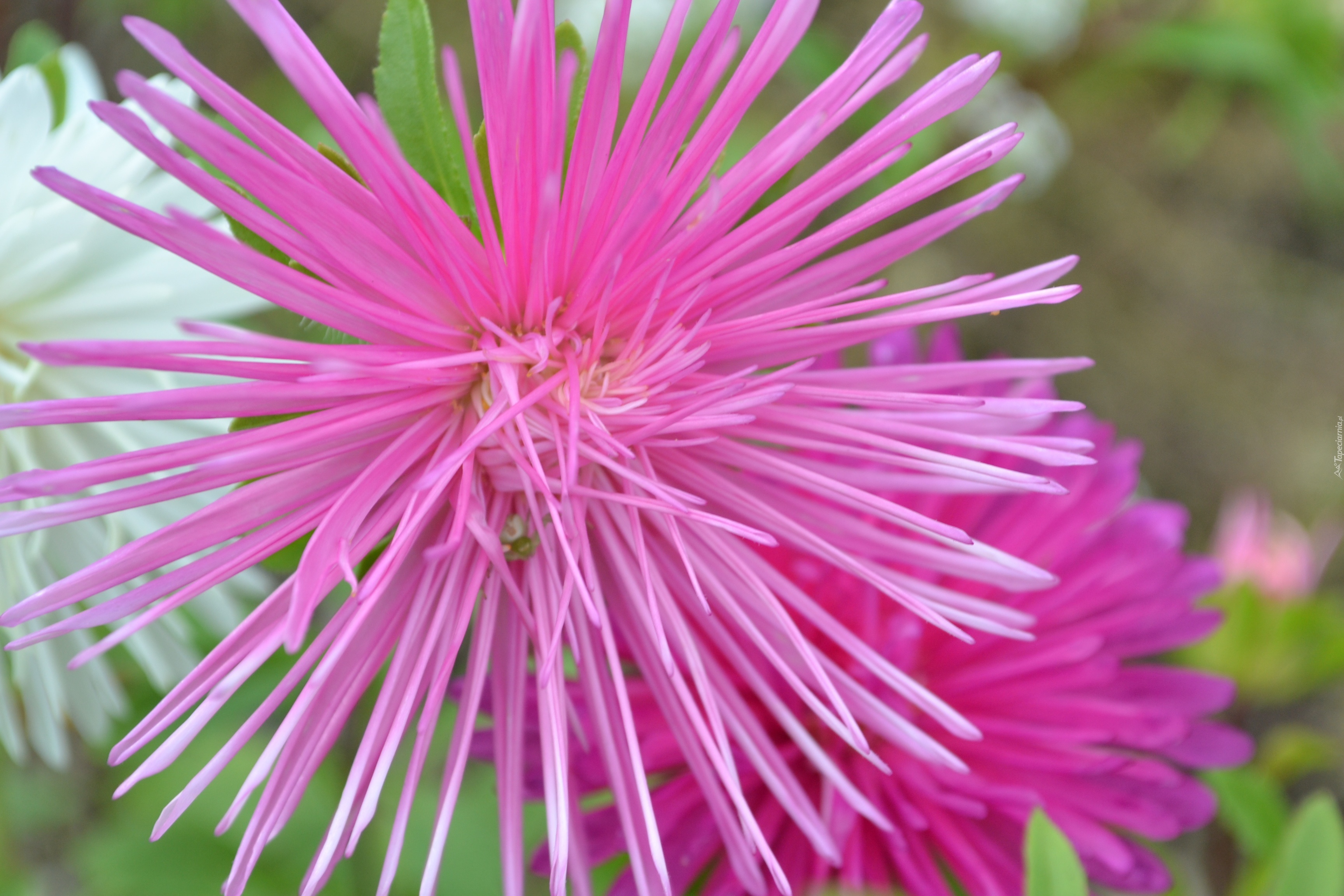 Różowy, Aster