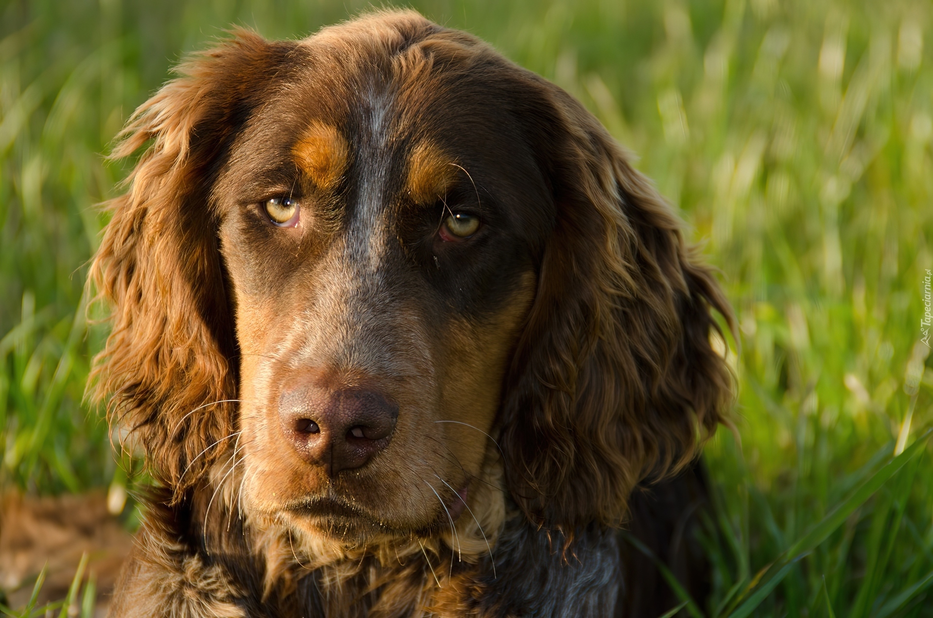 Spaniel Pikardyjski, Smutna, Mordka, Zieleń