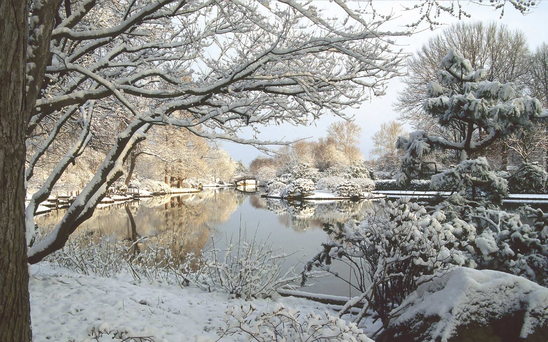 Jezioro, Ośnieżone, Drzewa, Śnieg, Zima