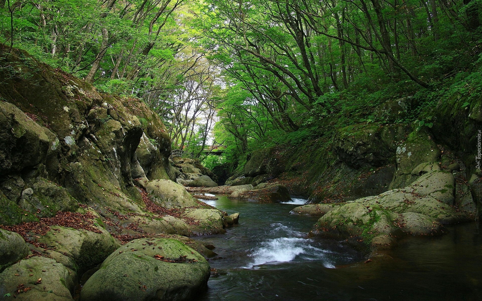 Rzeka, Kamienie, Las