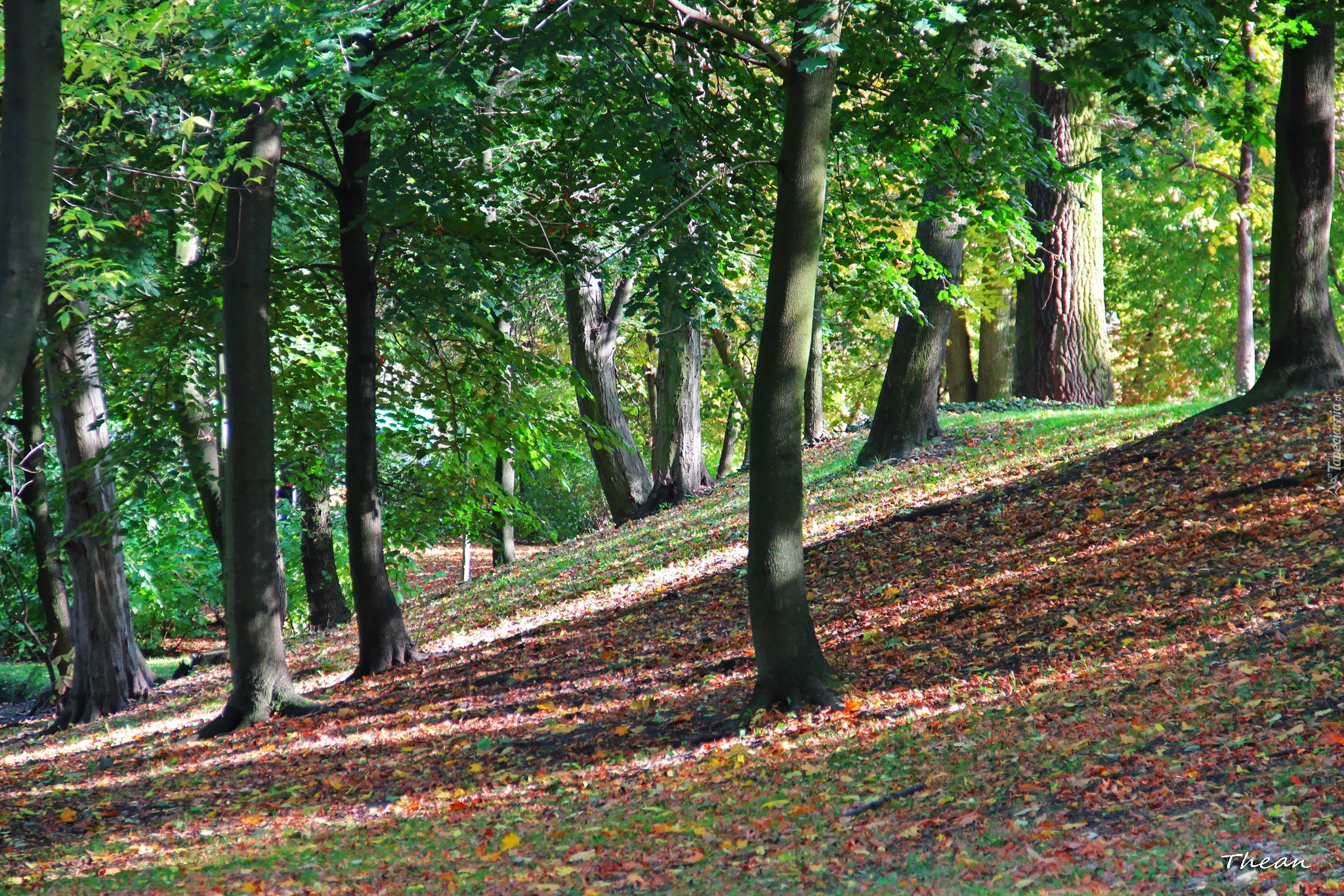 Park, Jesień, Drzewa