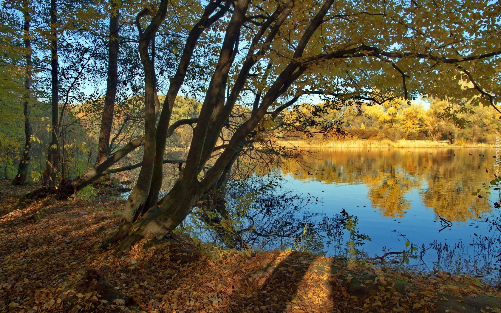 Jezioro, Drzewa, Jesień