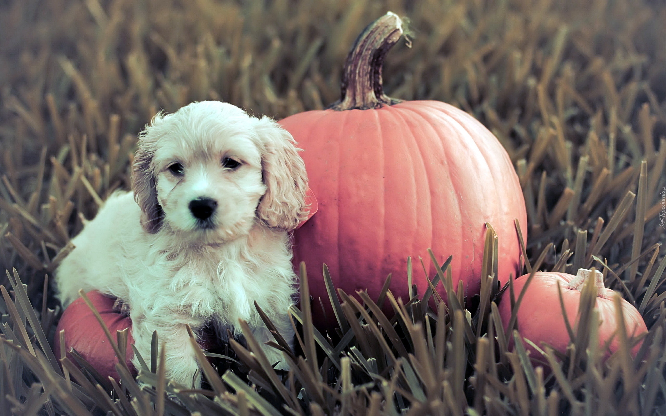 Szczeniak, Golden retriever, Dynie