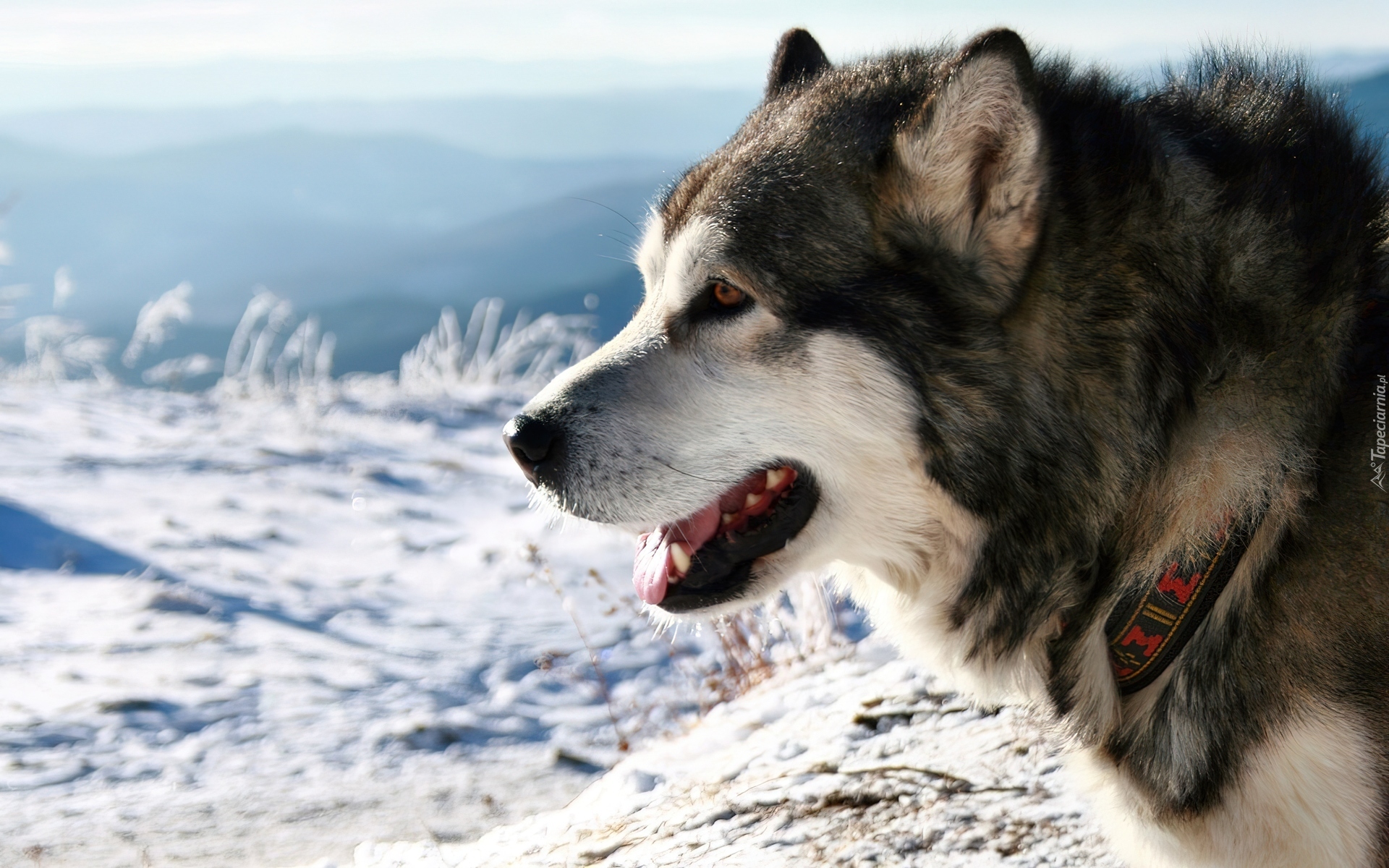 Alaskan, Malamute, Zima