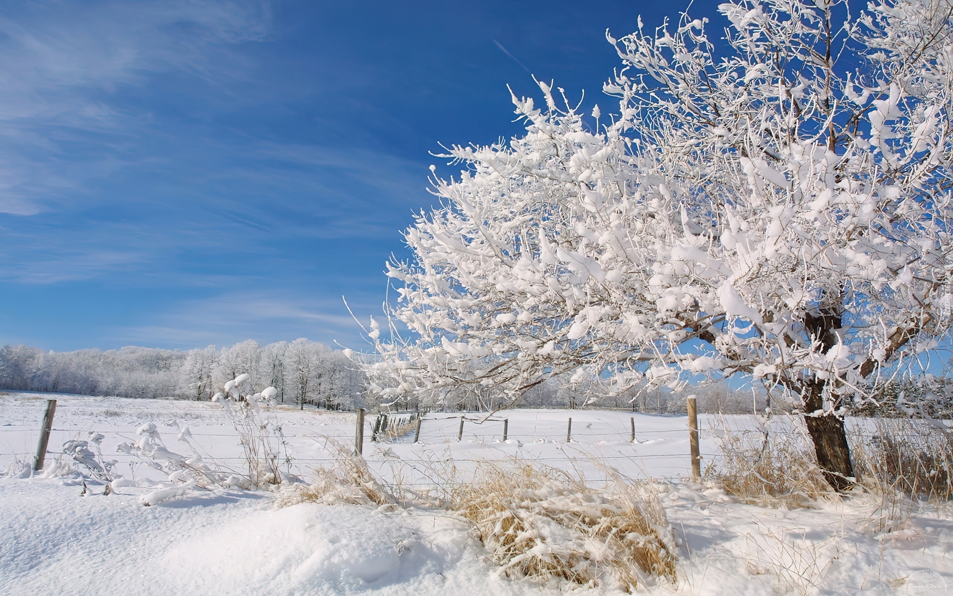 Drzewa, Krzewy, Pokryte, Śniegiem