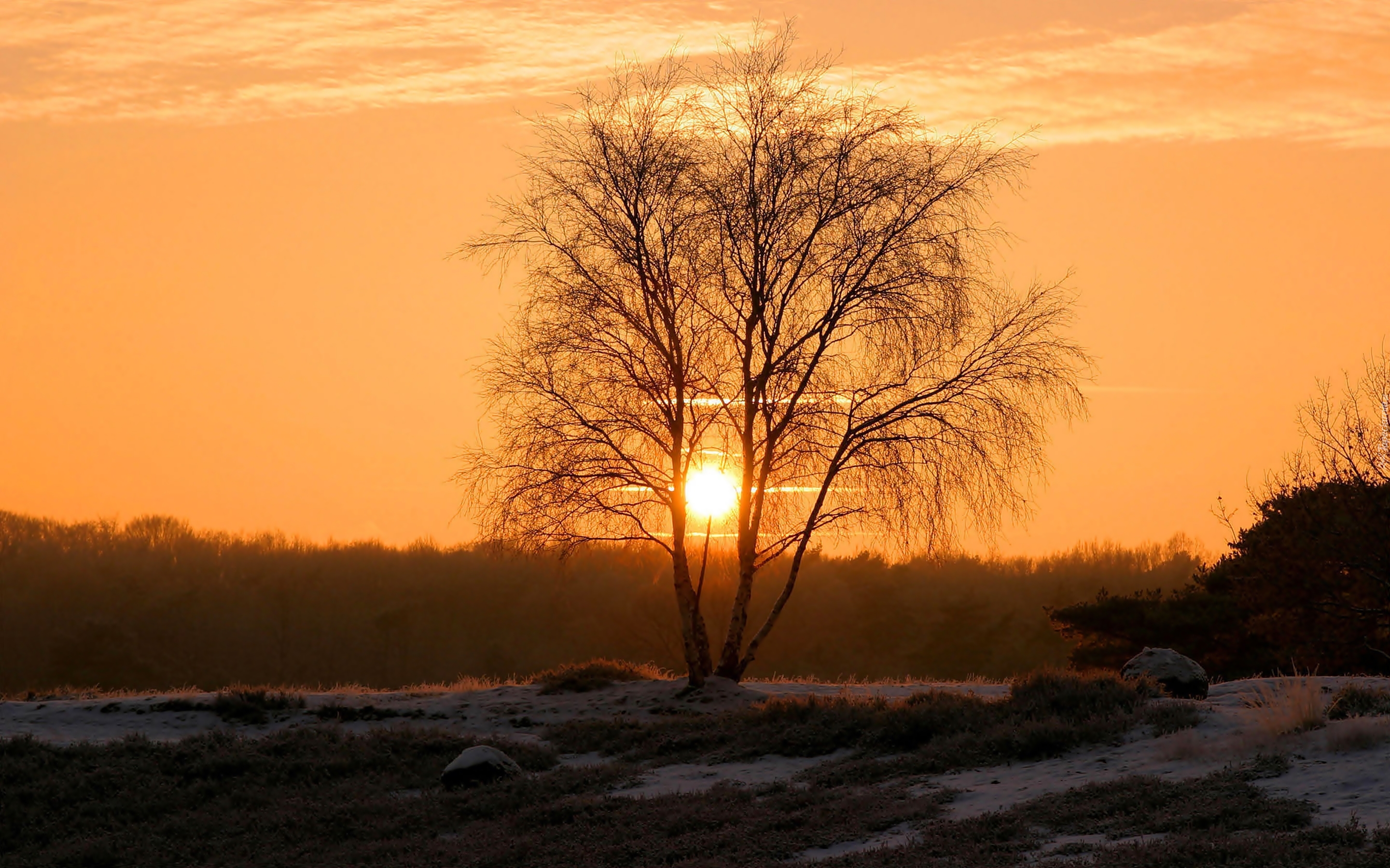 Drzewo, Zachód, Słońca, Śnieg