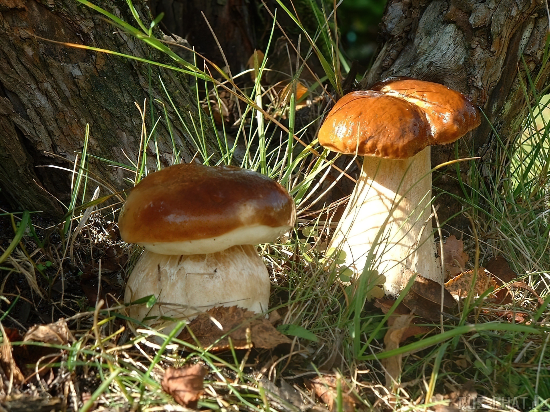 Белый гриб под деревом