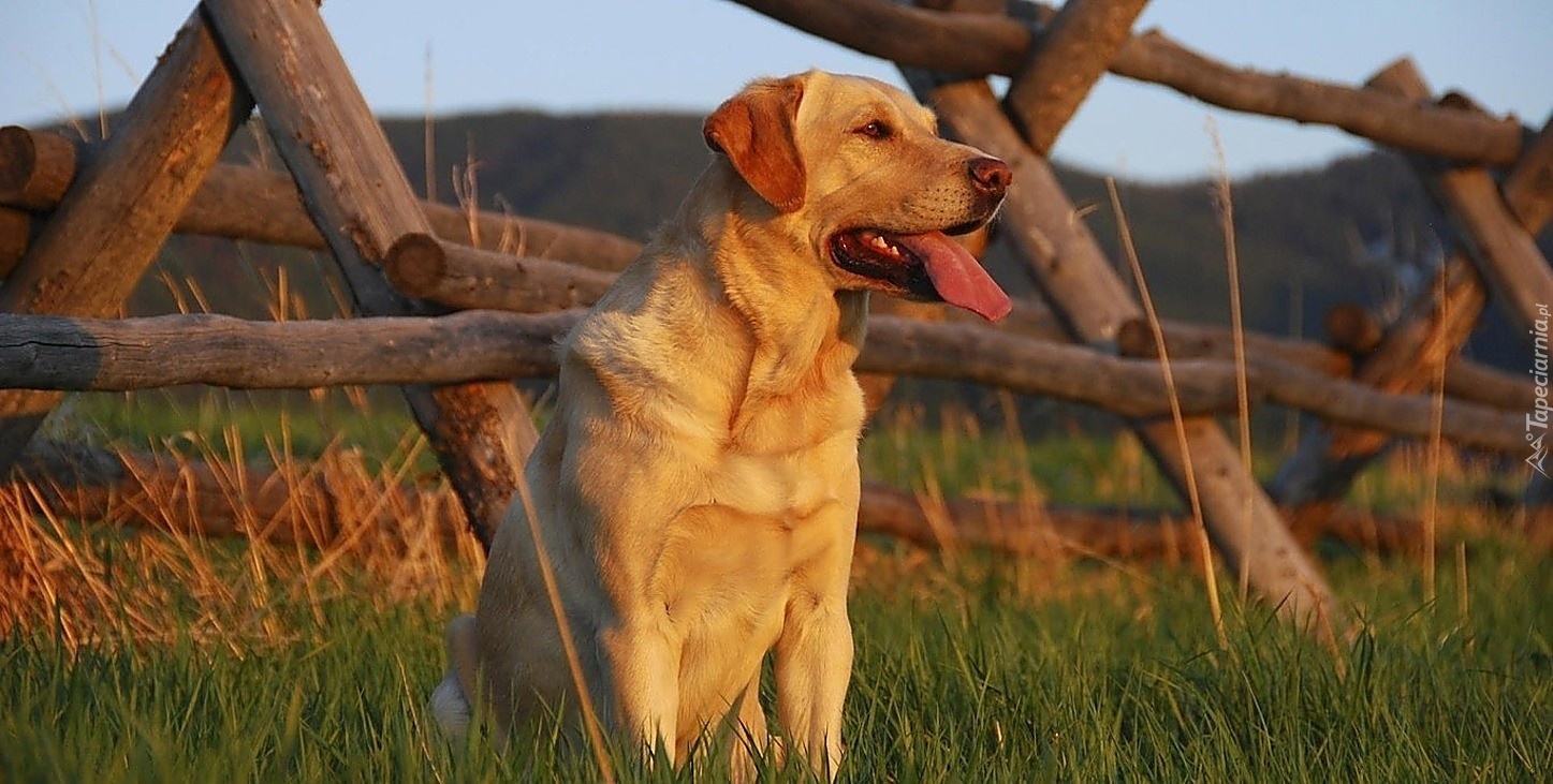 Retriever, Trawa, Ogrodzenie