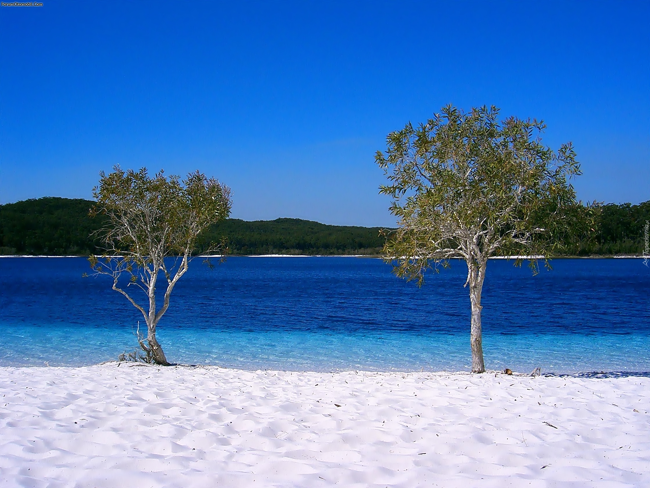 Wyspa, Frazer Island, Drzewa, Jezioro, Australia