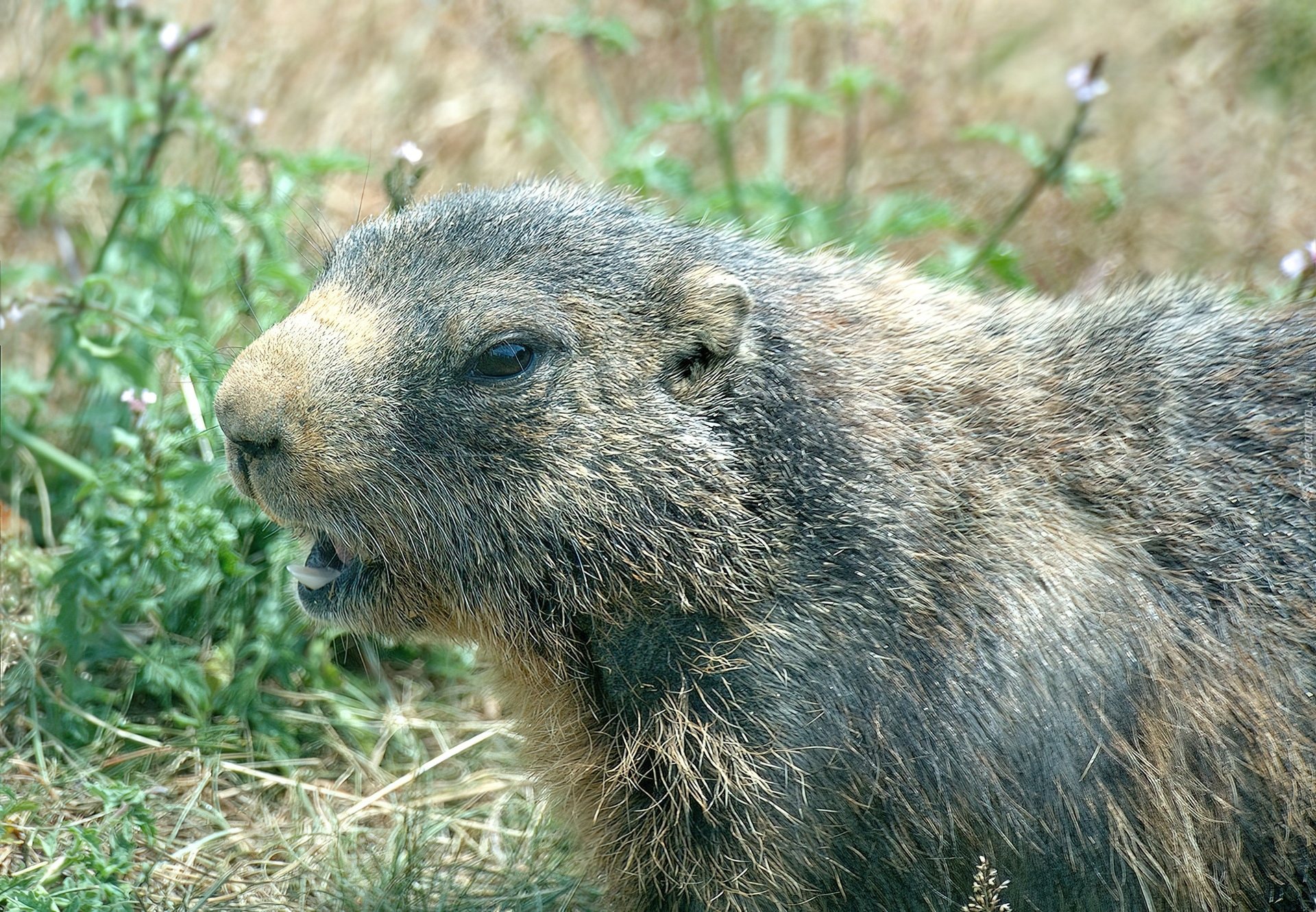 Świstak, Zieleń