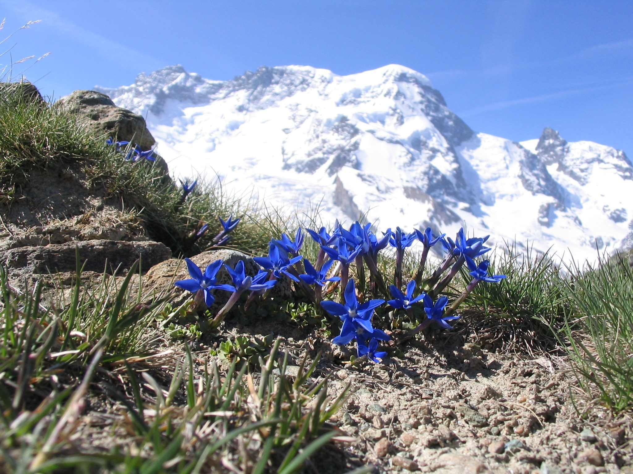 Góry, Kwiaty, Goryczka Alpejska