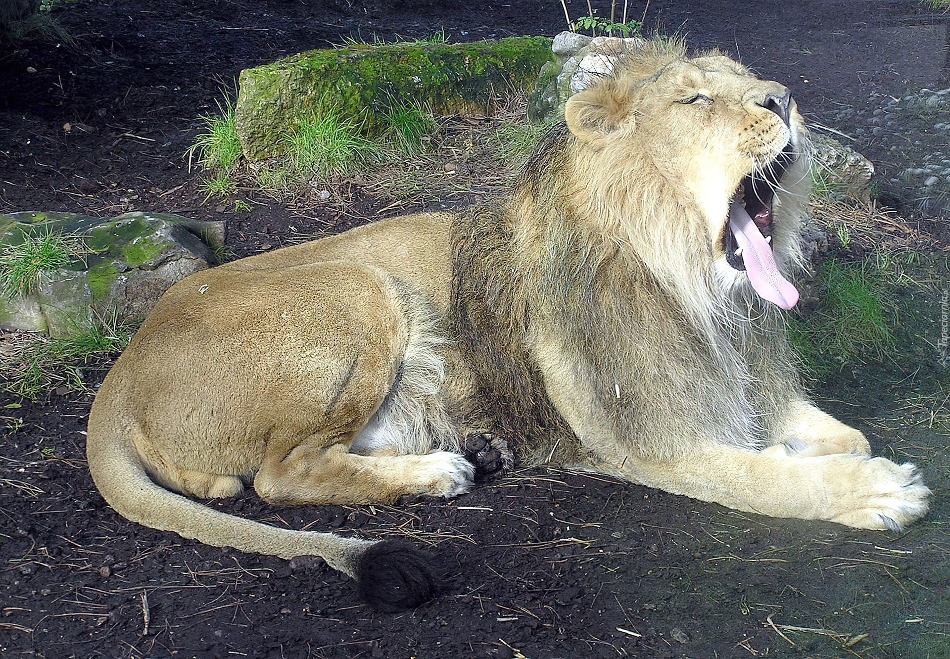 Ziewający, Lew, Zoo