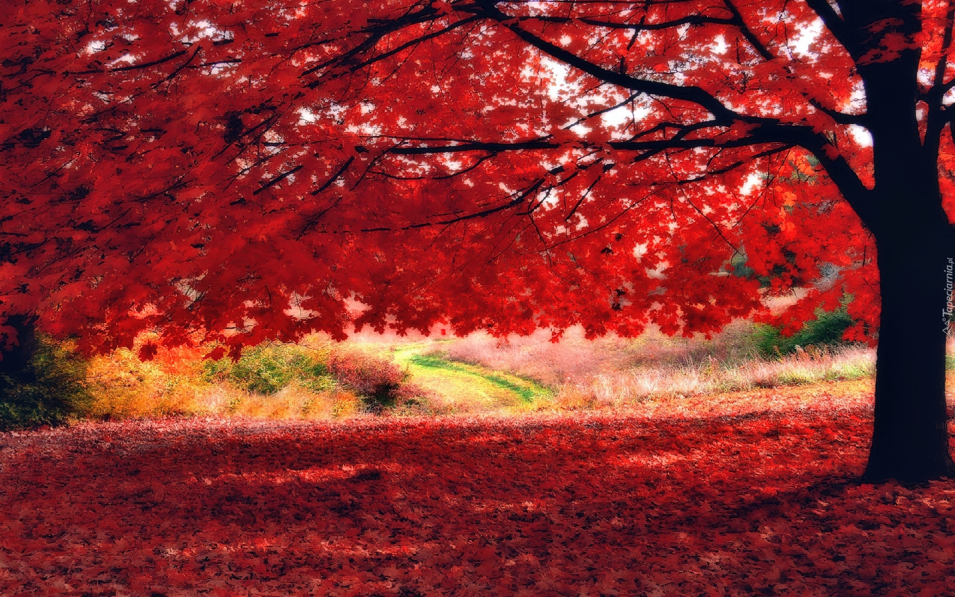 Kolorowe, Barwy, Jesieni, Drzewo, Liście