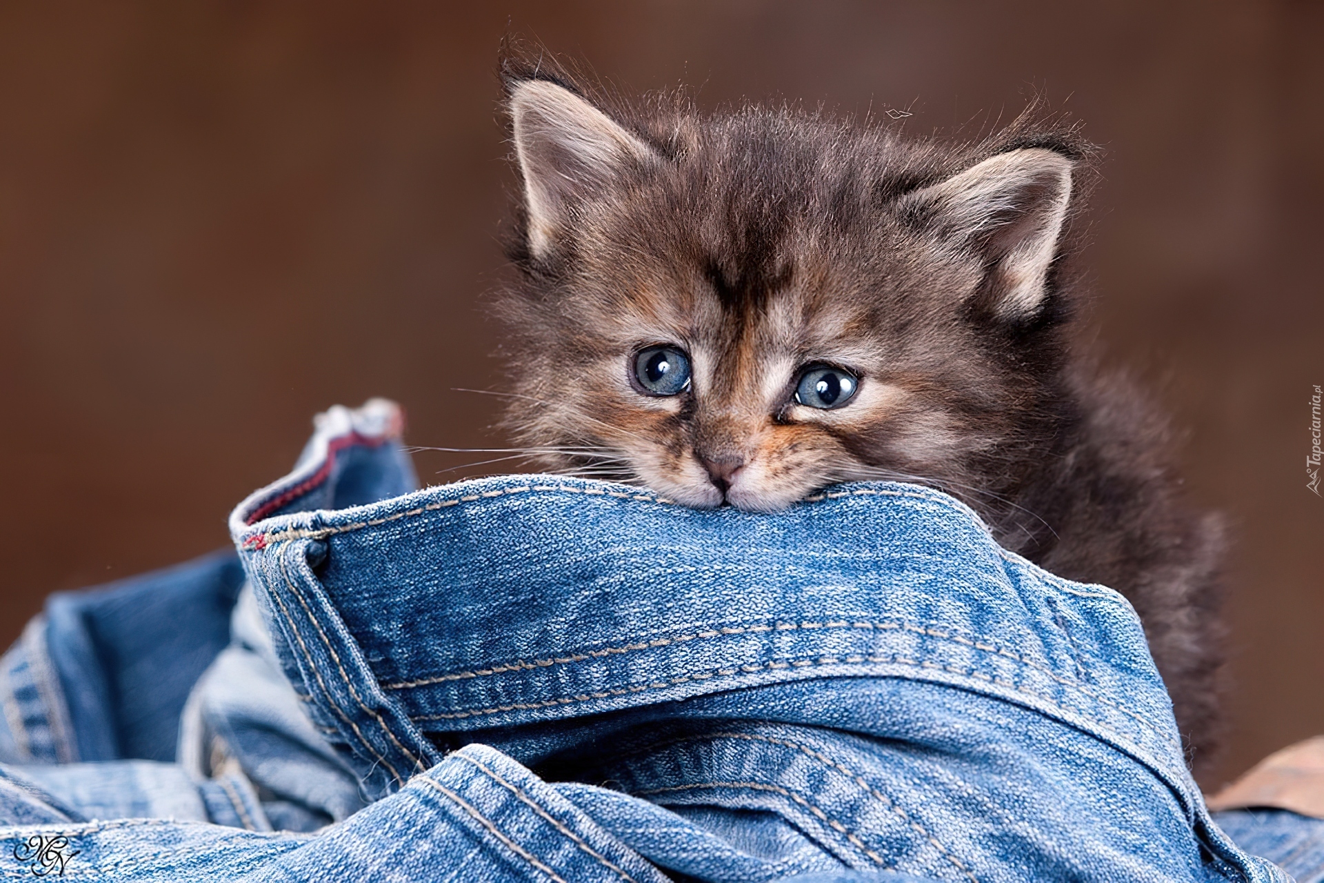 Mały, Kotek, Spodnie, Jeans