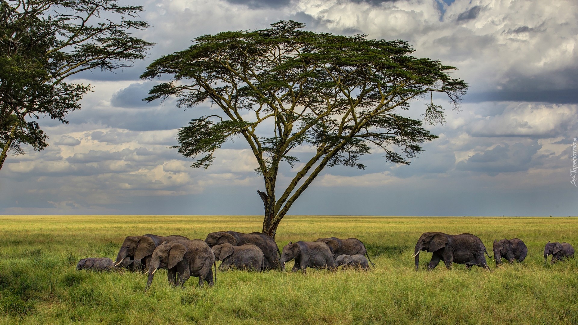 Słonie, Drzewo, Zachmurzone, Niebo