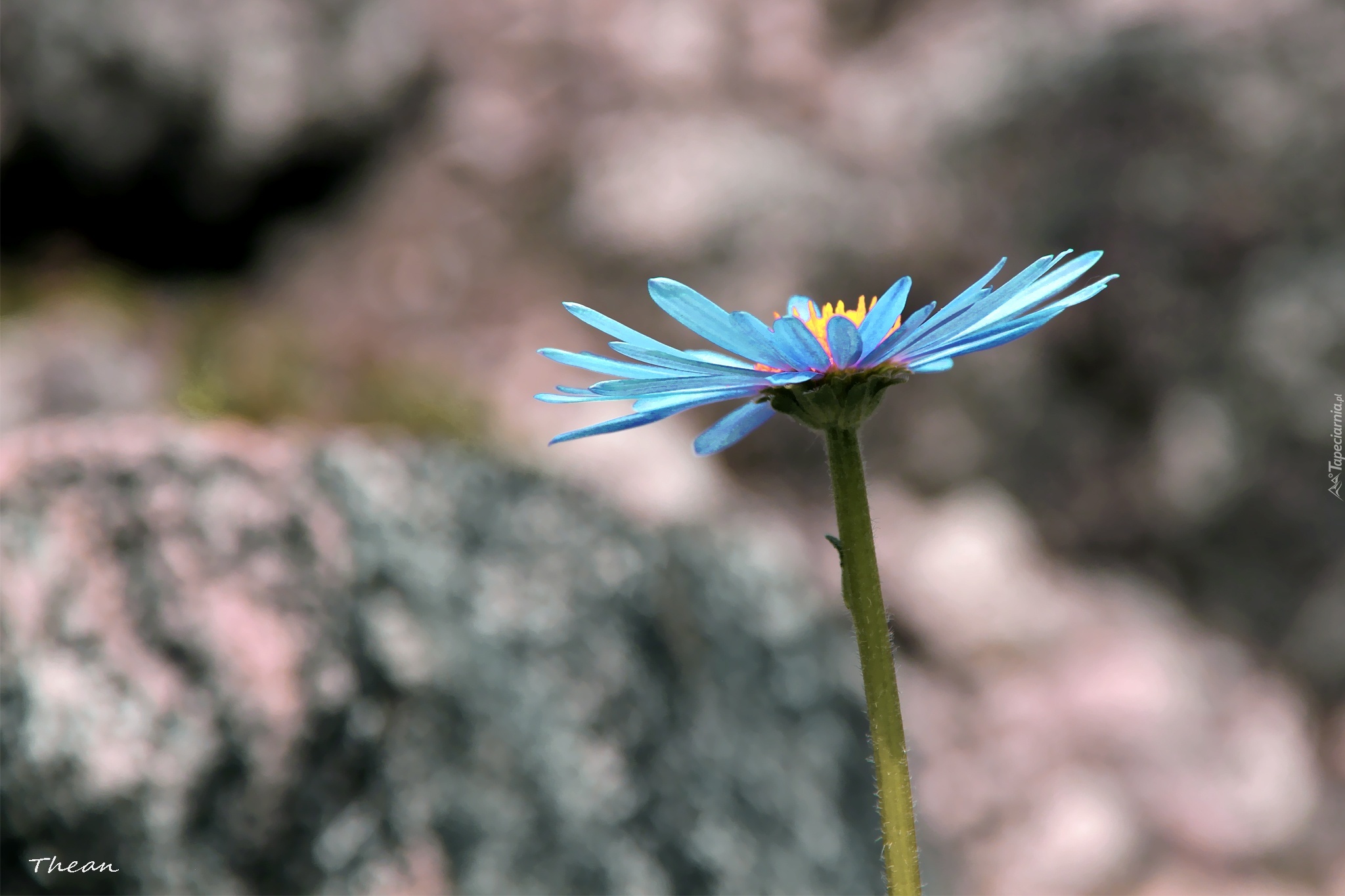 Niebieski, Aster