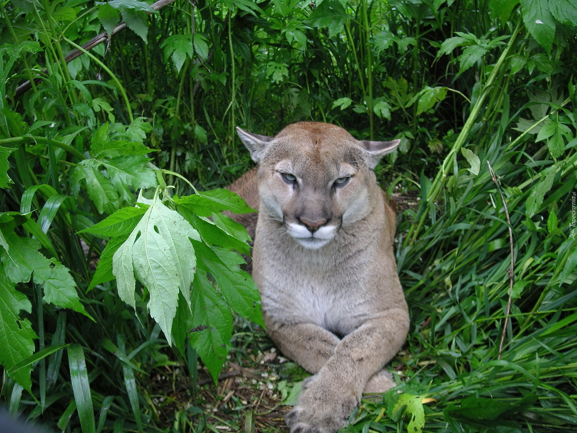 Puma, Zieleń