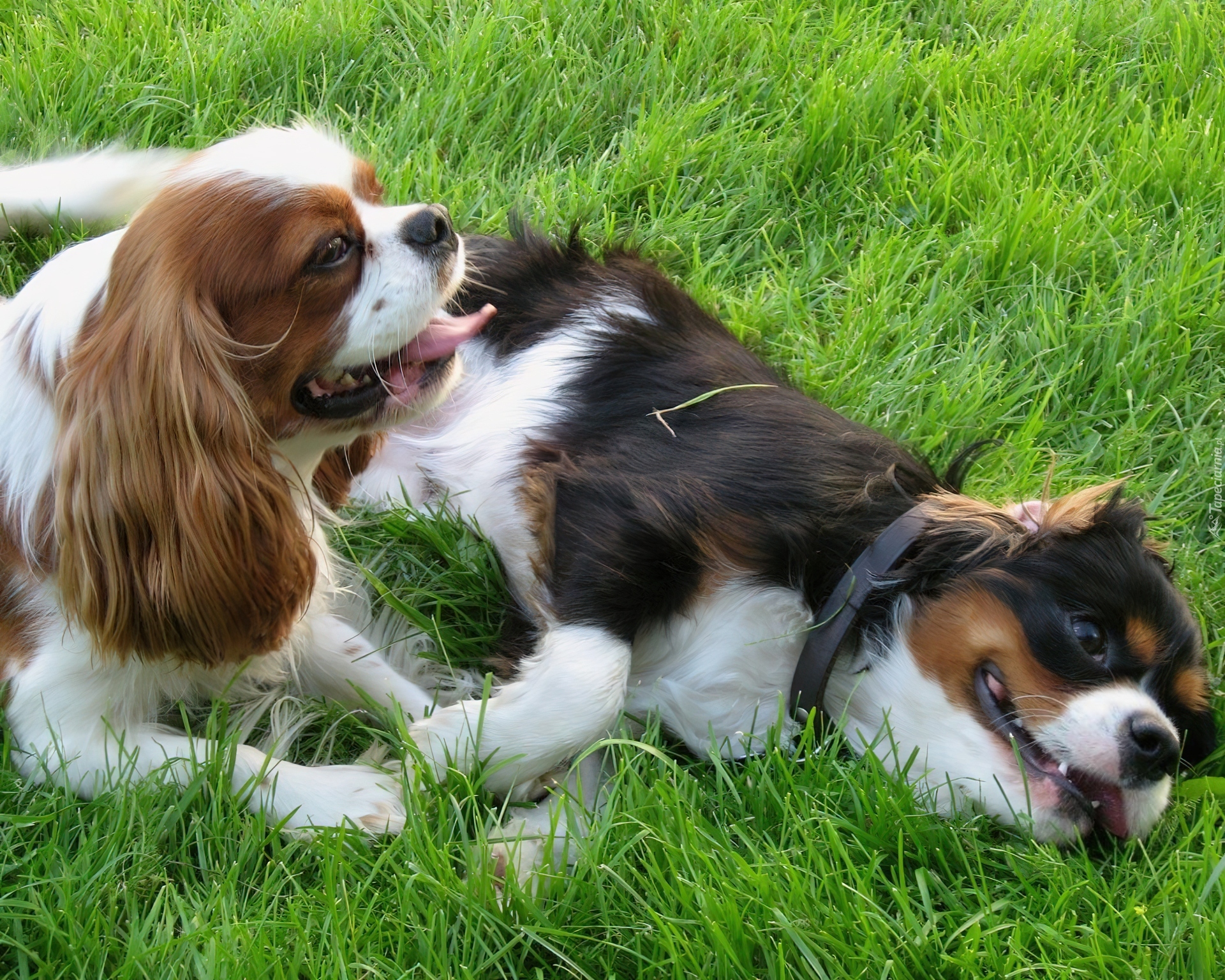 Dwa, Pieski, Toy Spaniel Angielski, Trawa