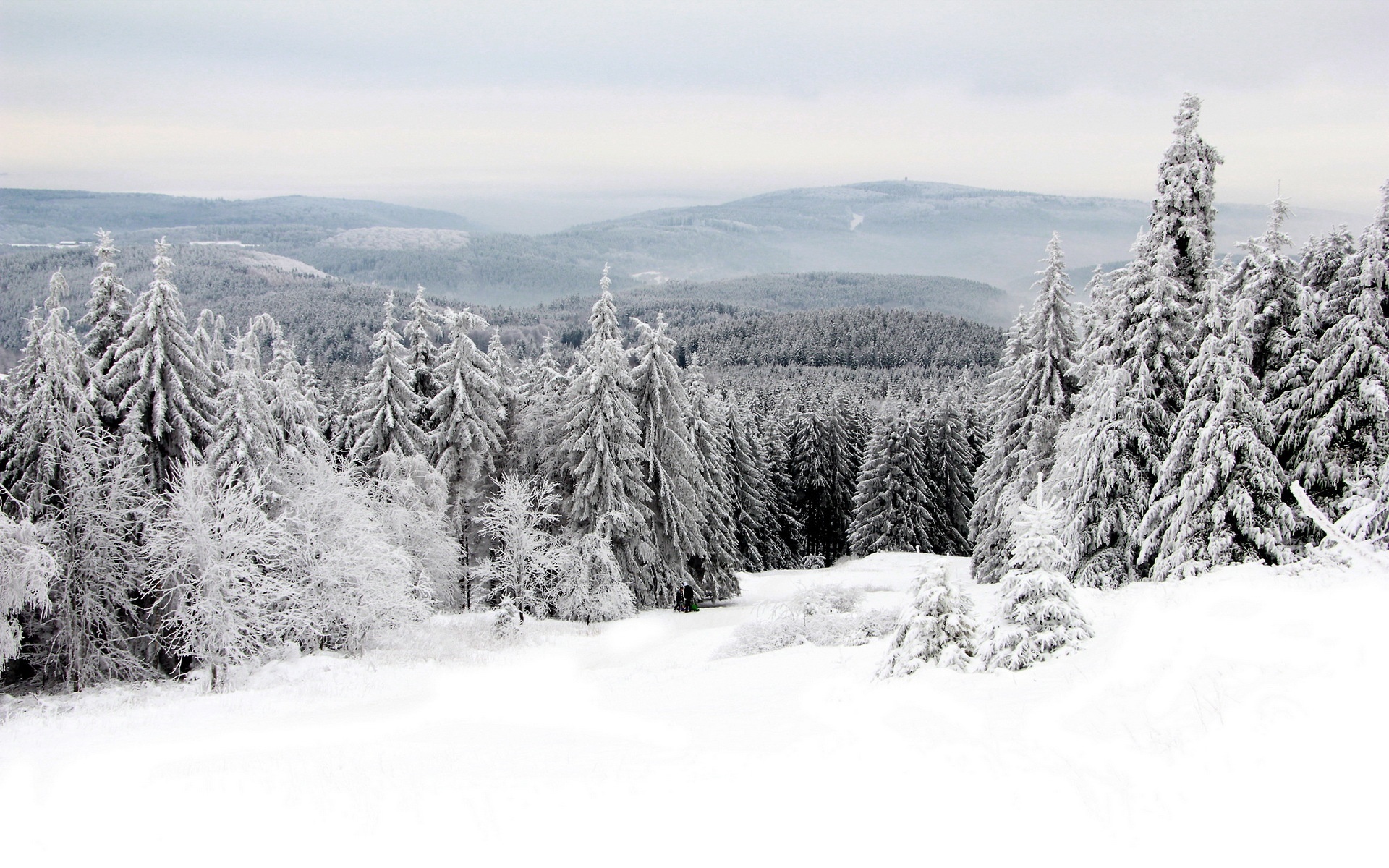 Góry, Las, Zima