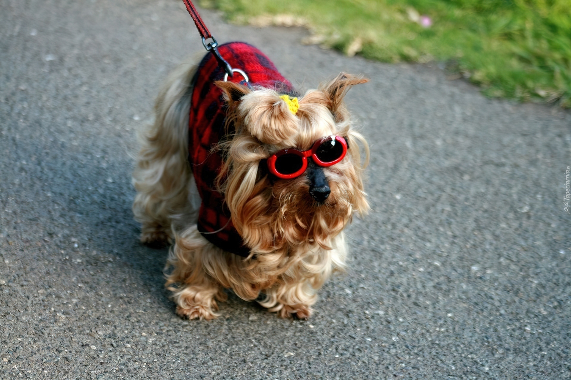 Yorkshire Terrier, Ubranko, Okulary