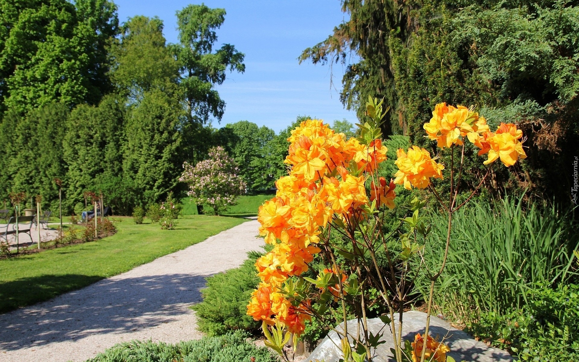 Park, Latem, Pomarańczowe, Kwiaty