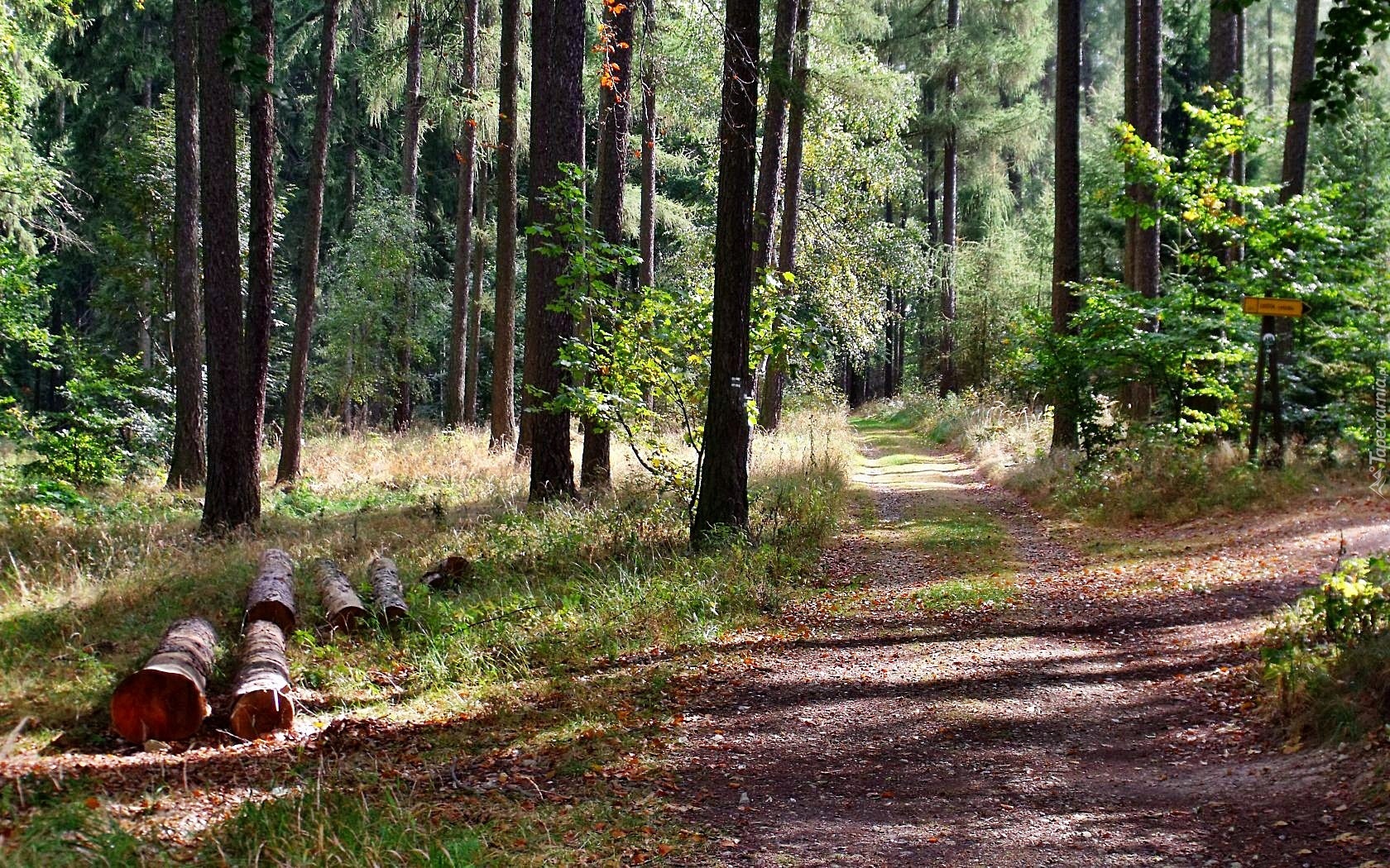 Kłody, Drewna, Lato