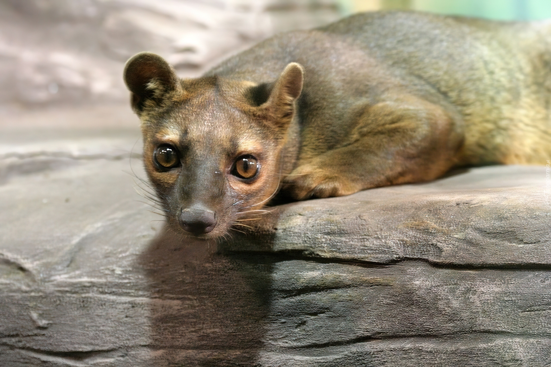 Fossa, Zoo