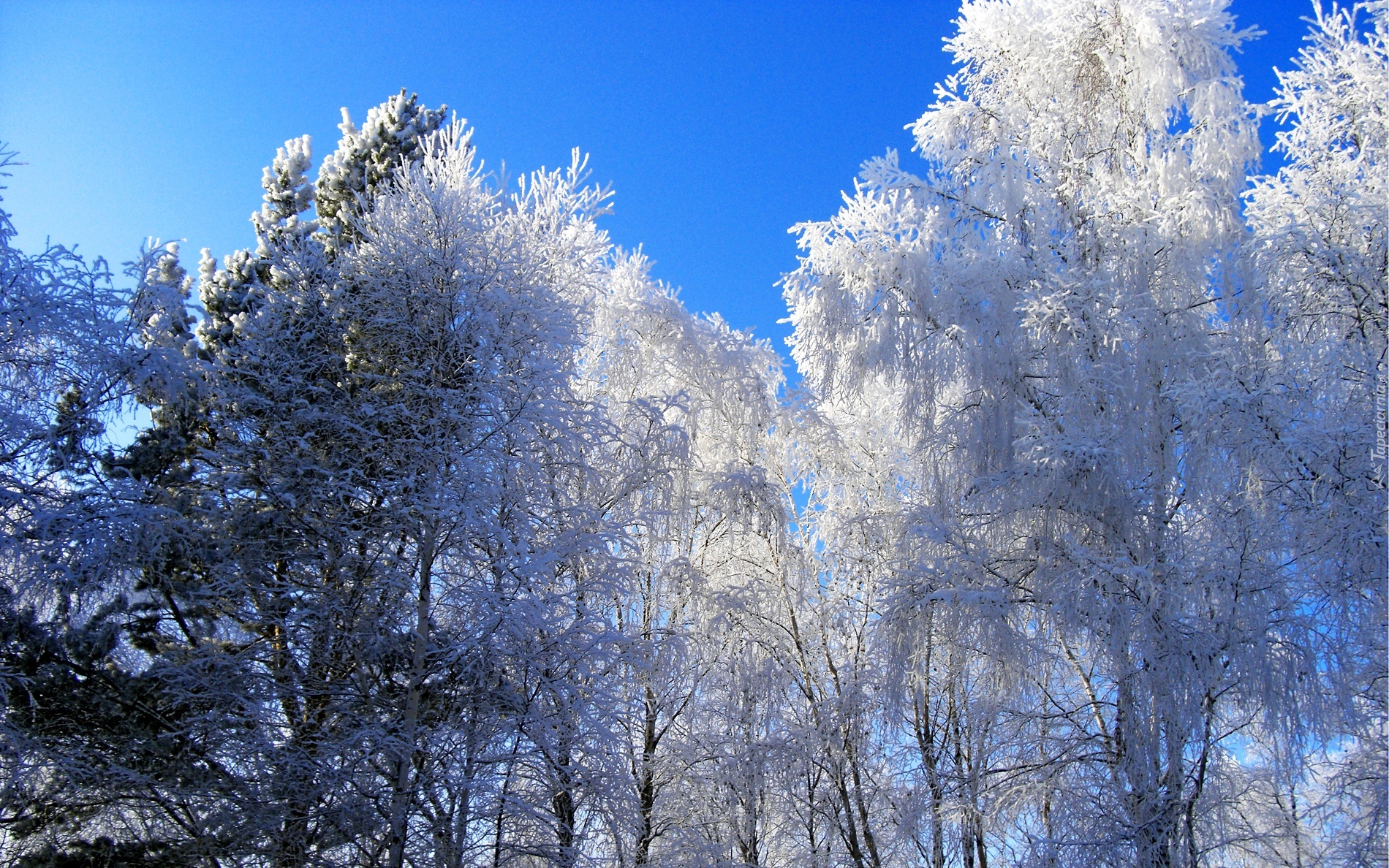 Drzewa, Śnieg, Zima