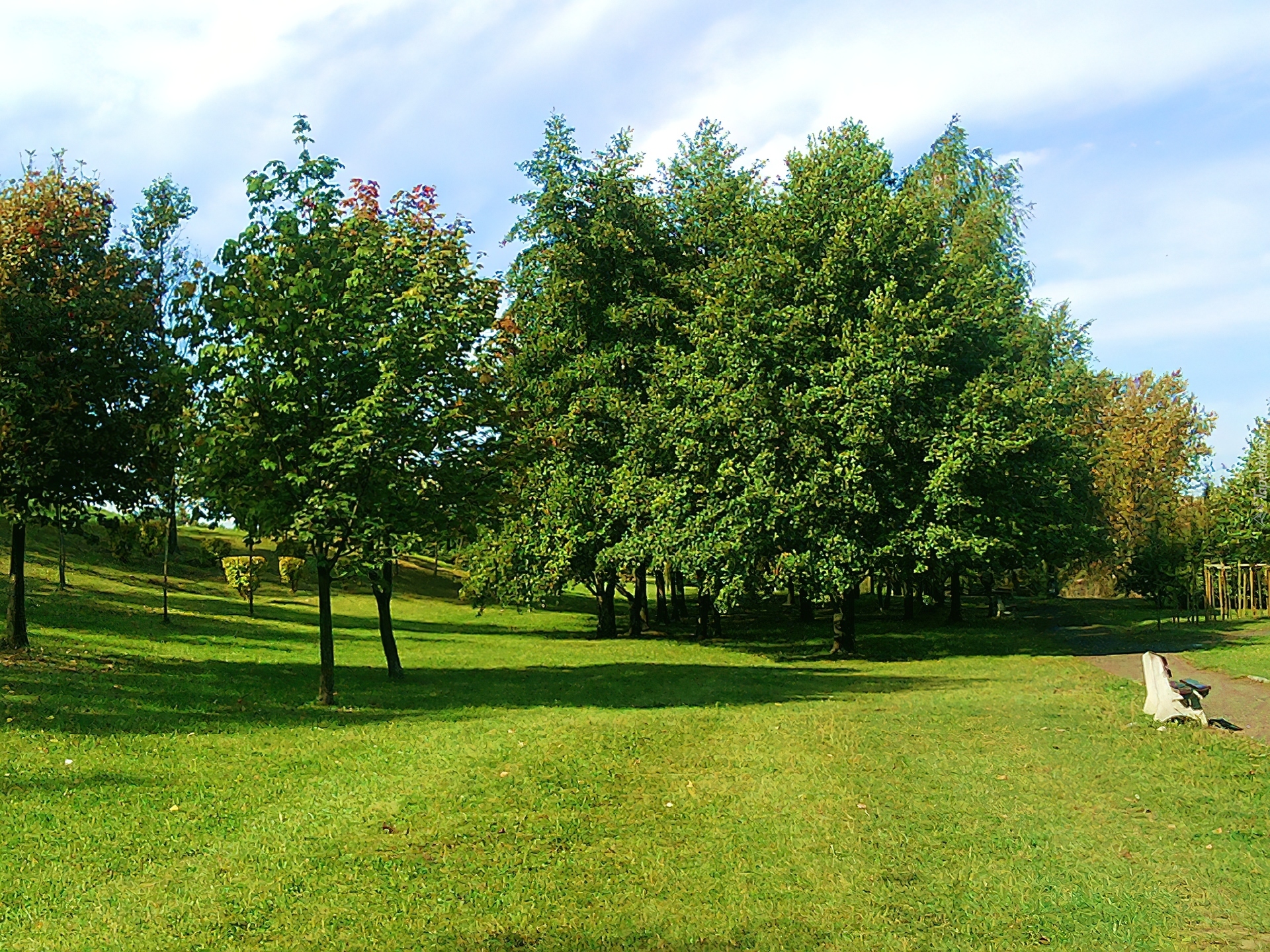 Park, Drzewa, Trawa, Ławka, Sosnowiec