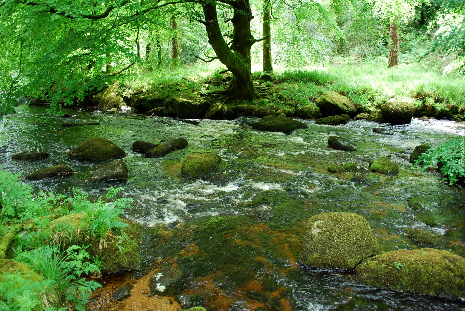 Rzeka, Las, Kamienie