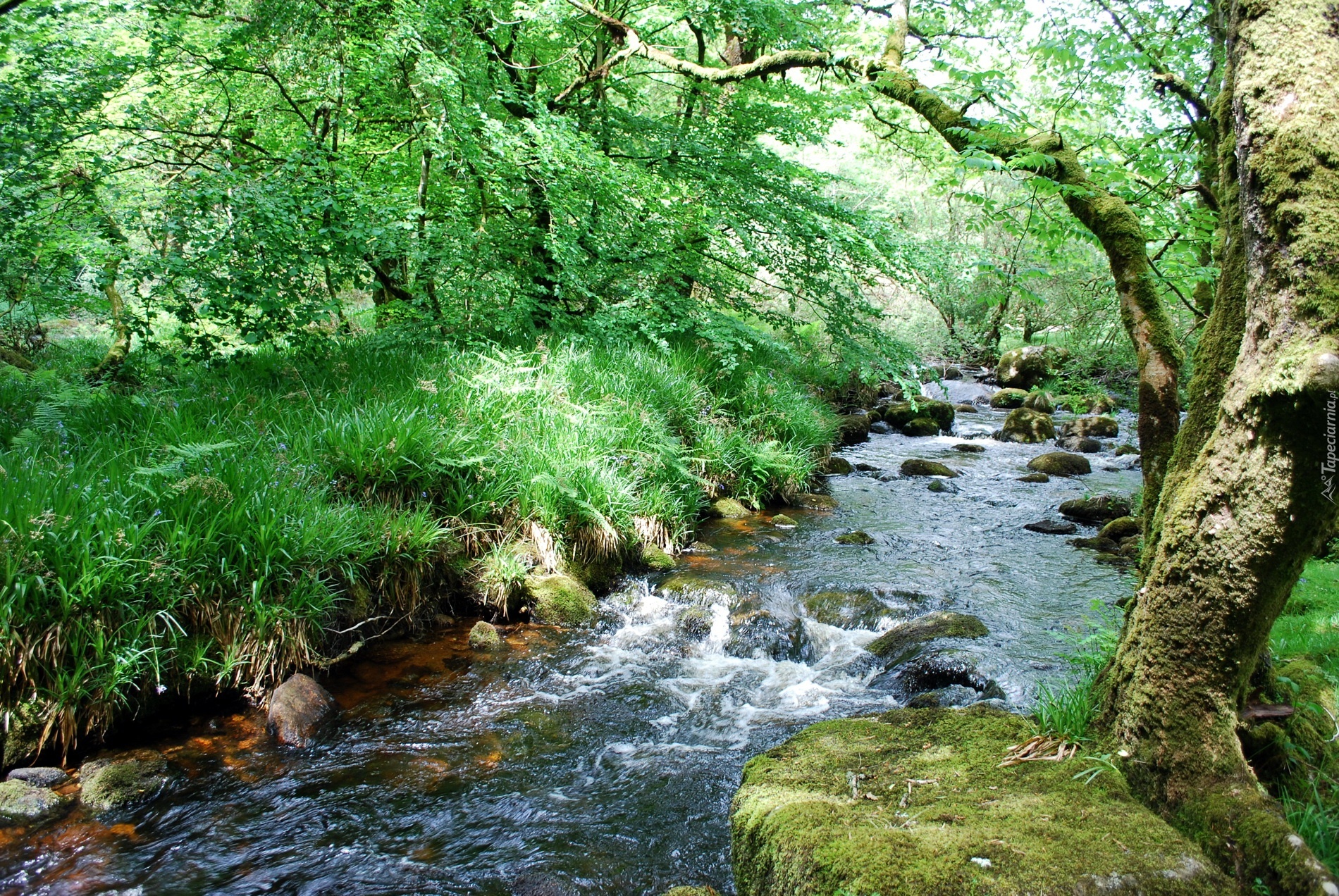 Rzeka, Park, Kamienie