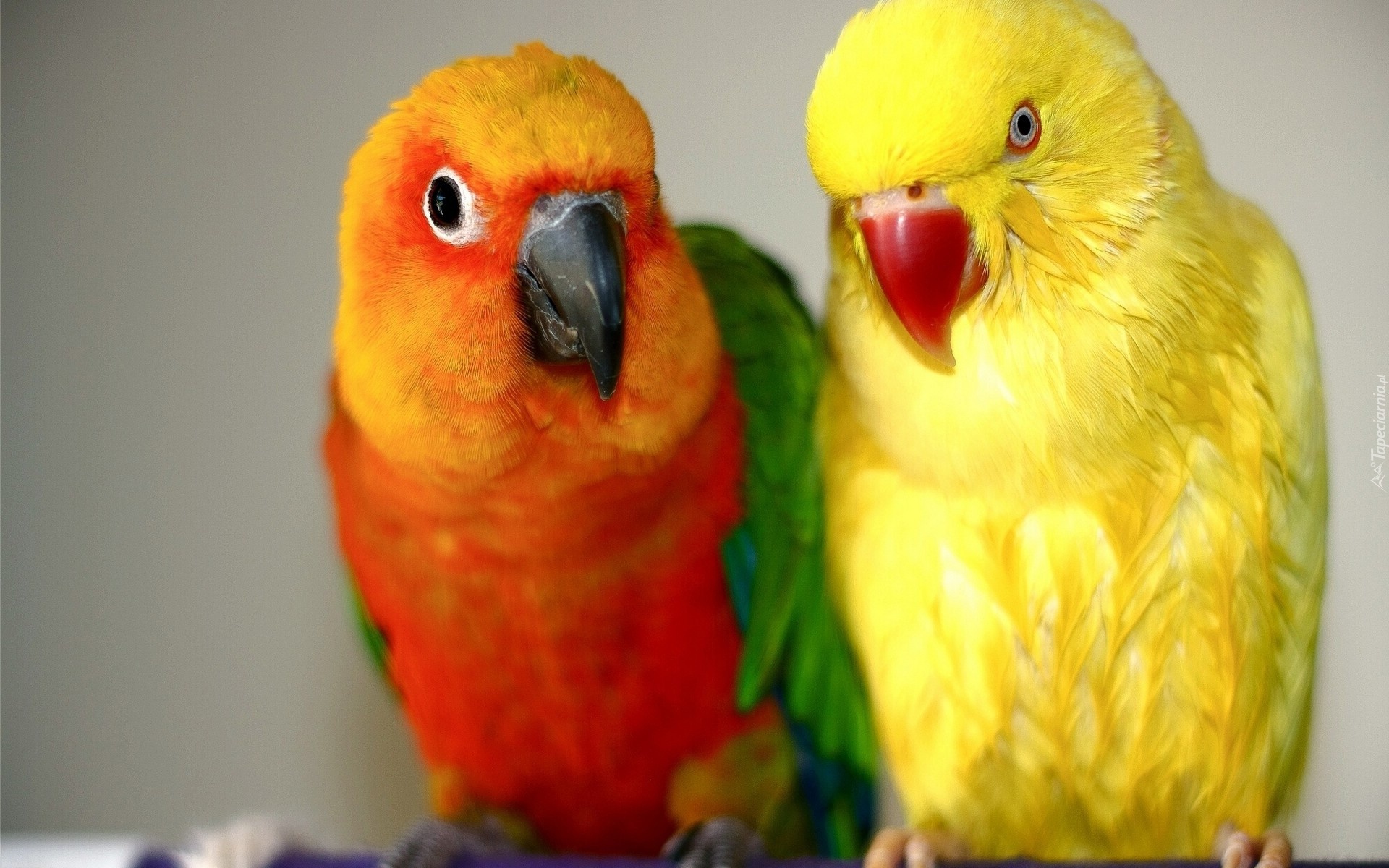 Kolorowe, Papugi, Nierozłączki