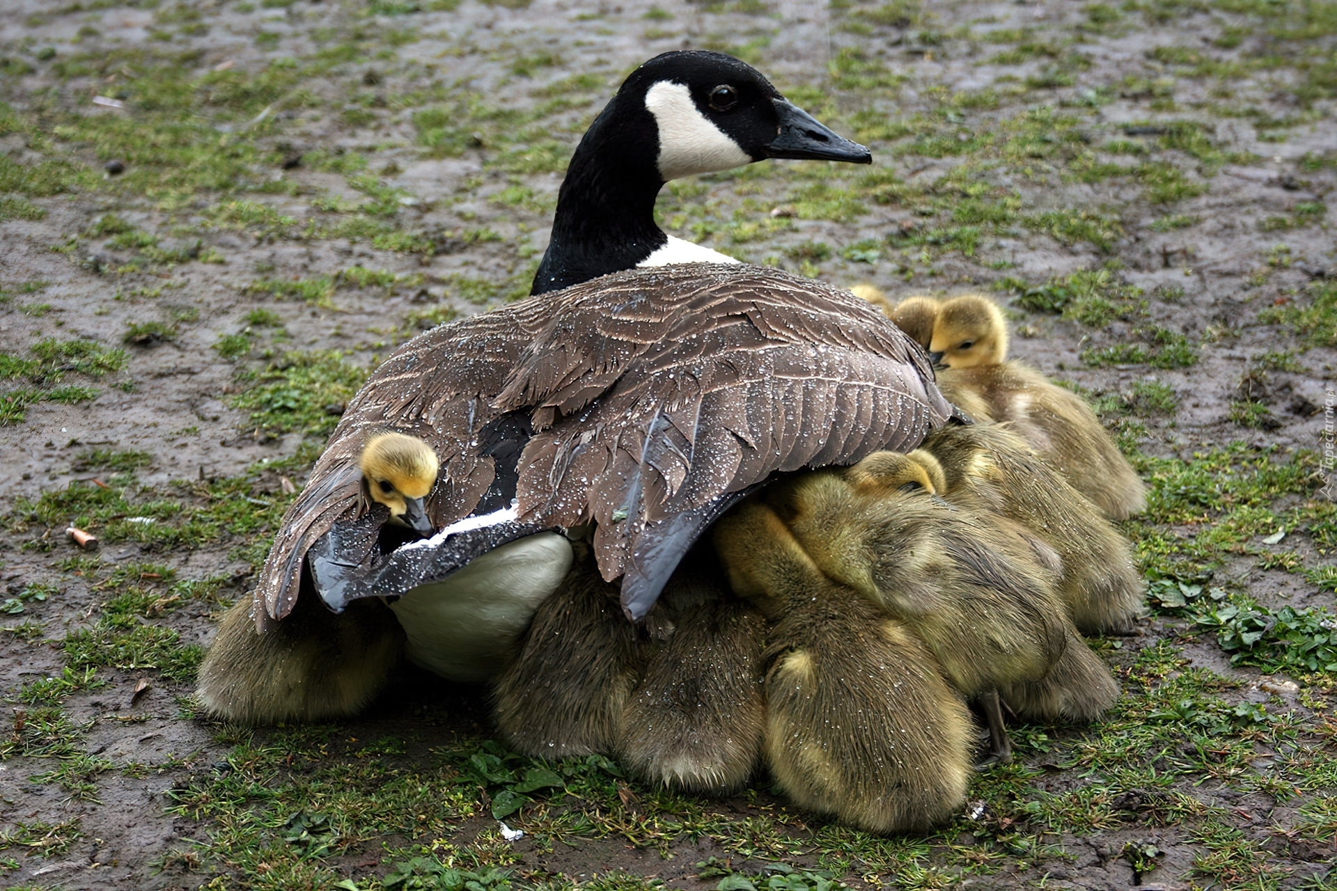 Gęś, Mama, Gąsiątka