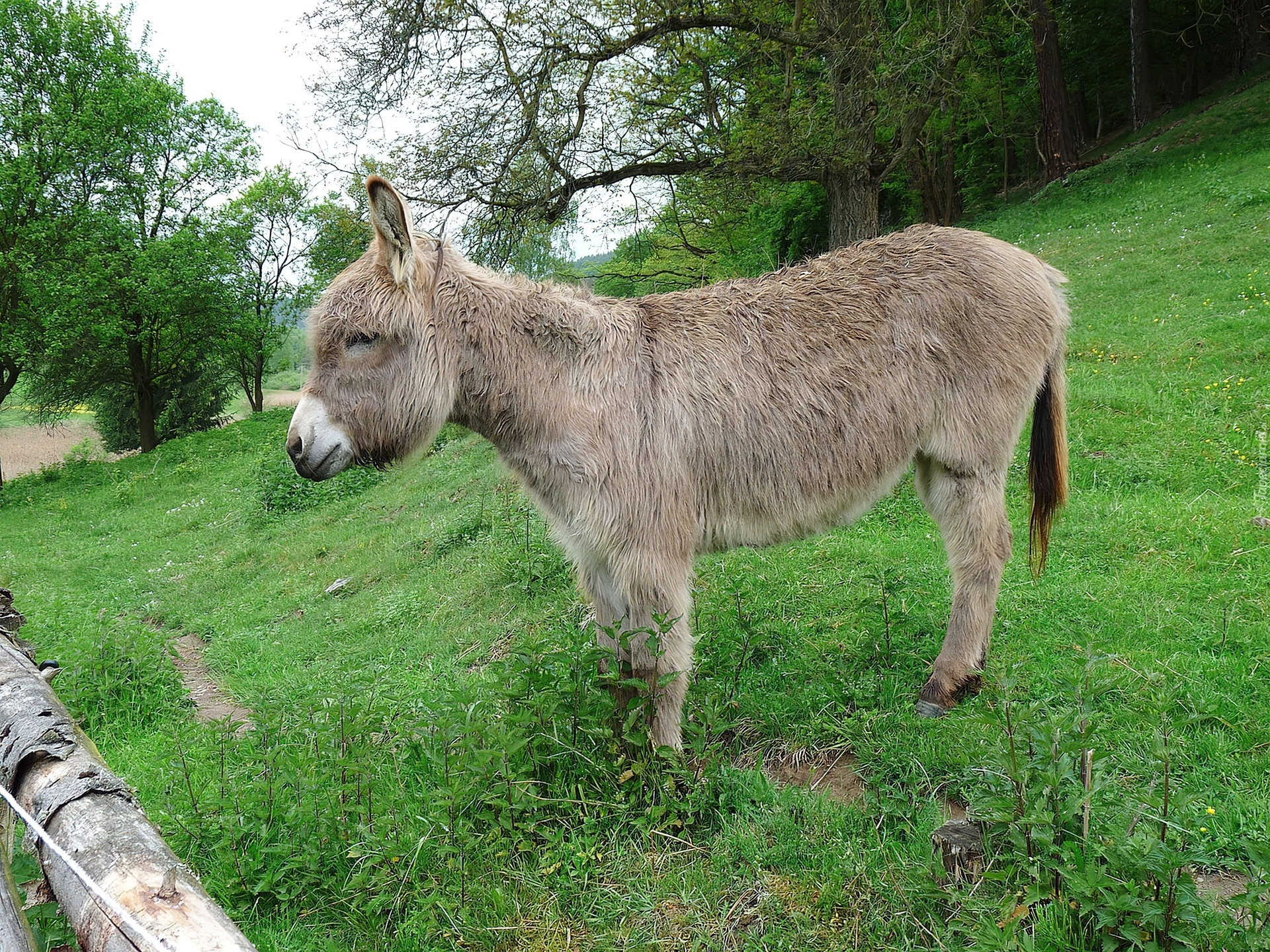 Mały, Osiołek, Trawa