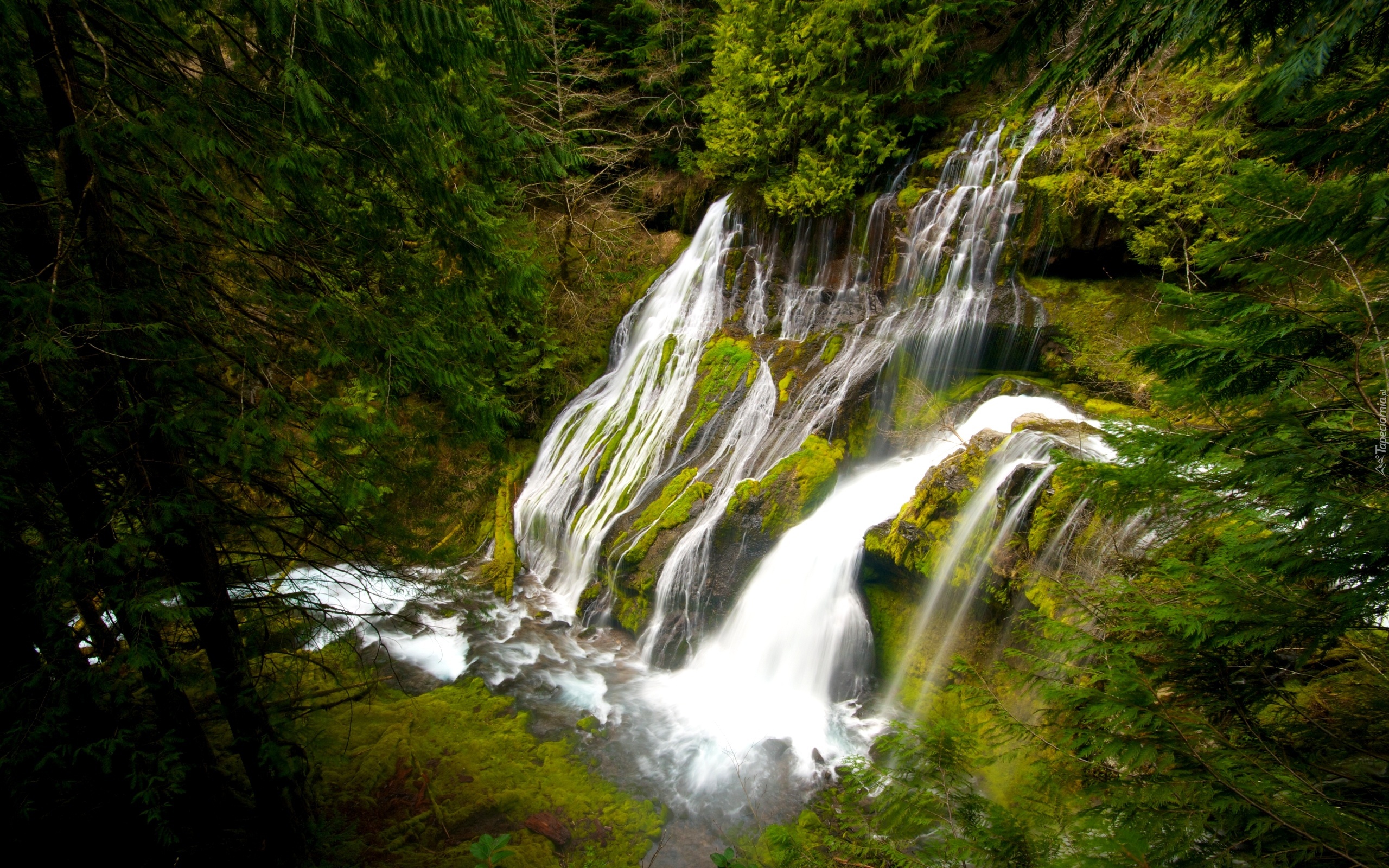 Wodospad Panther Creek Falls, Stan Waszyngton, Stany Zjednoczone Las, Drzewa