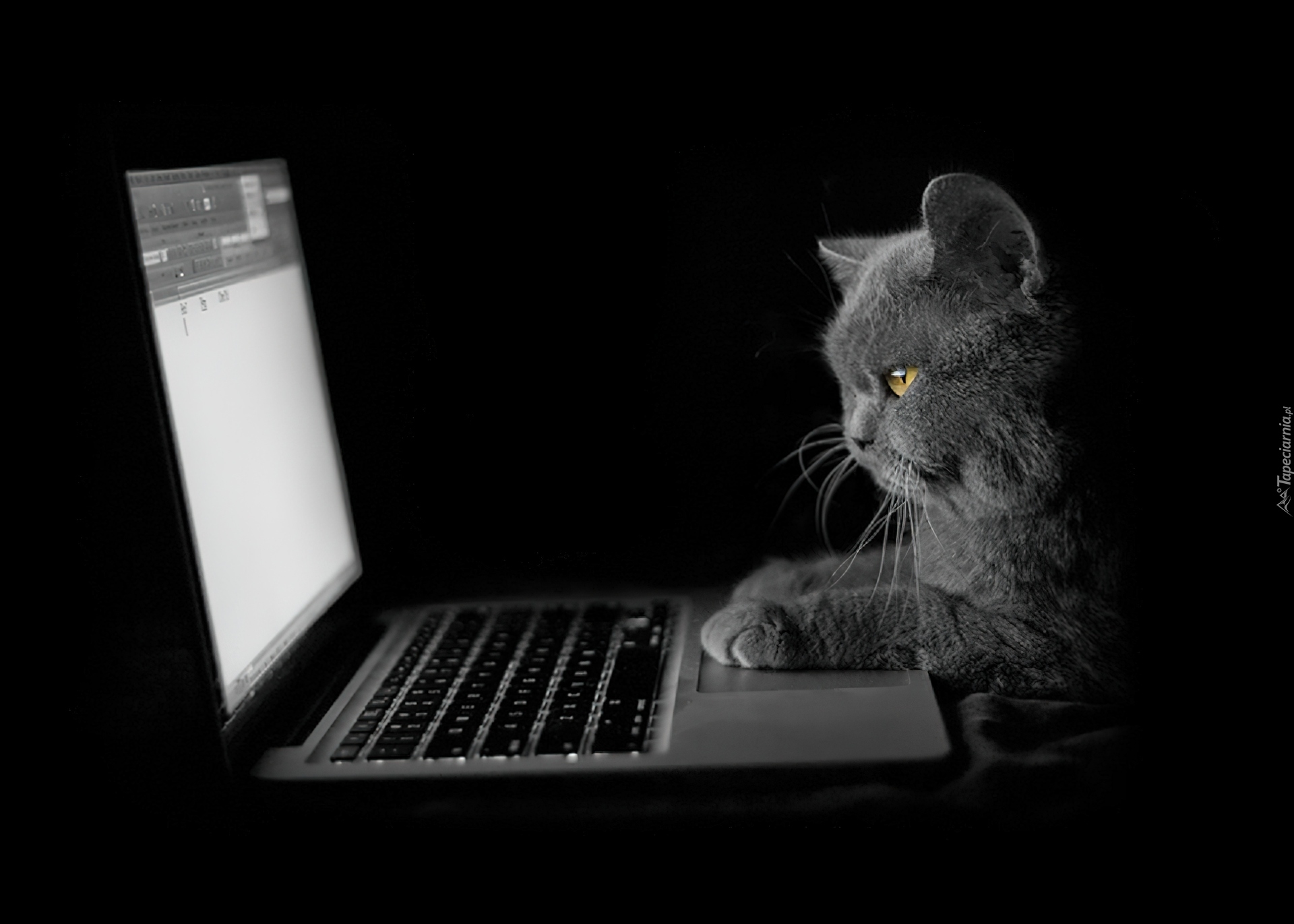 Кот за компьютером