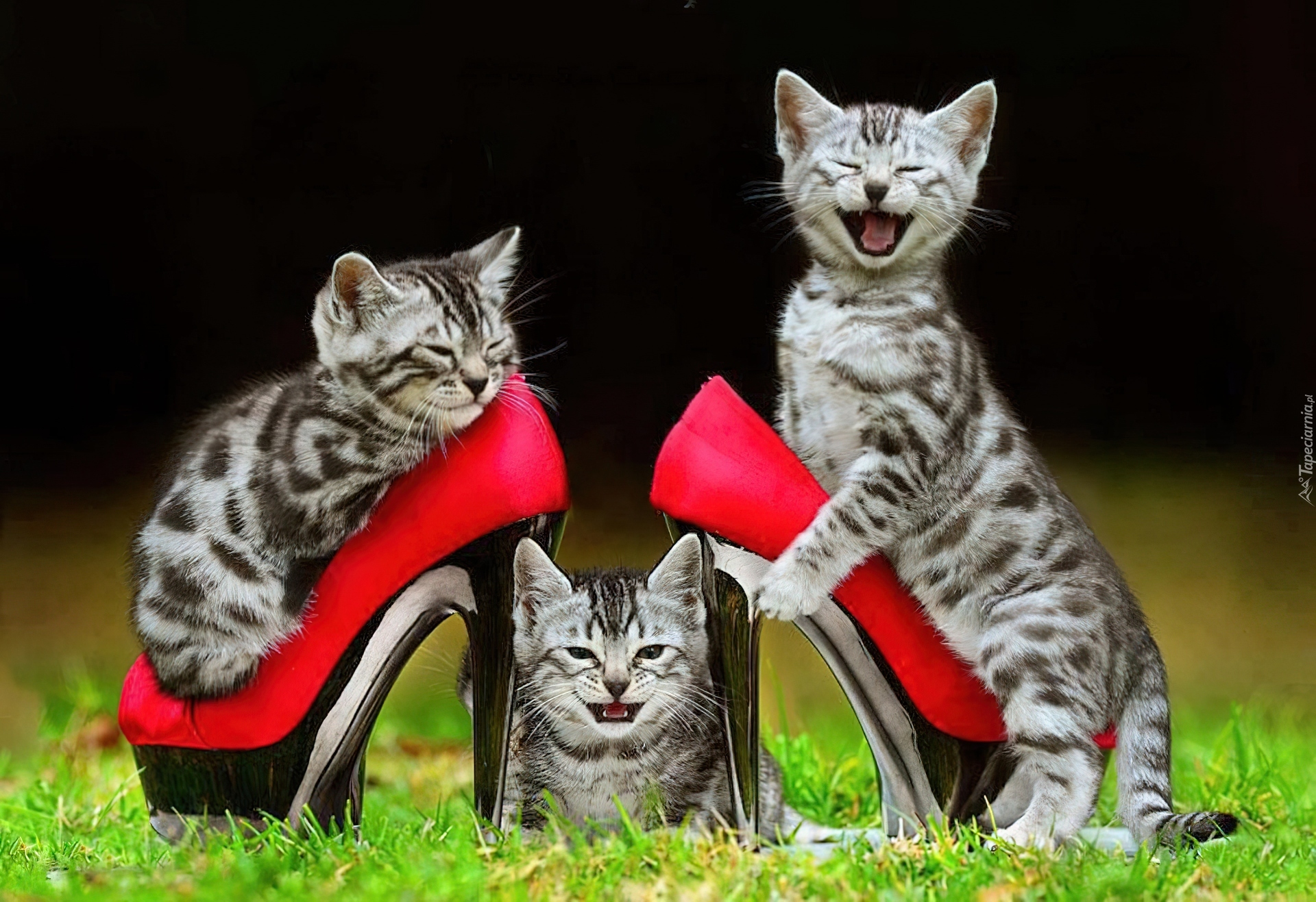 Котик в туфельках
