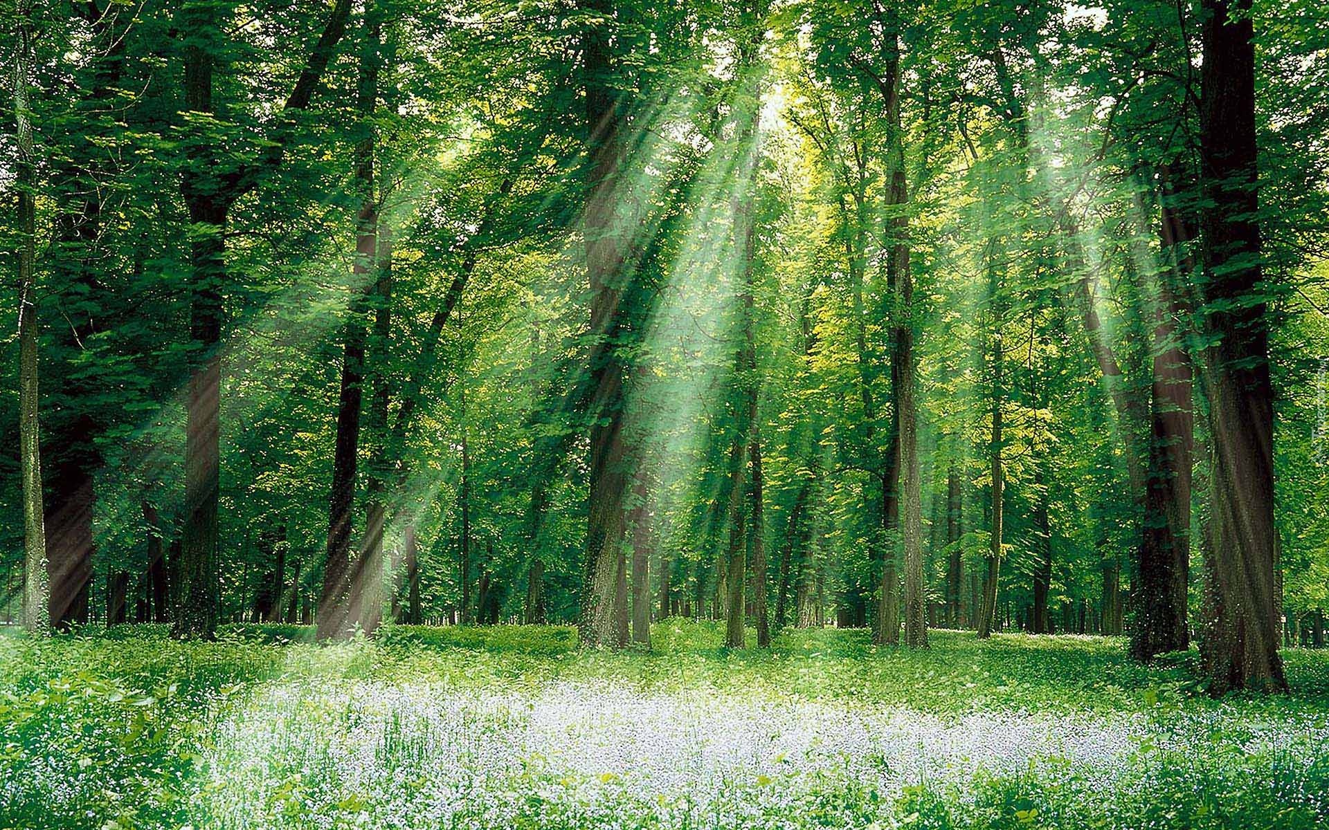 Łąka, Las, Promienie Słońca