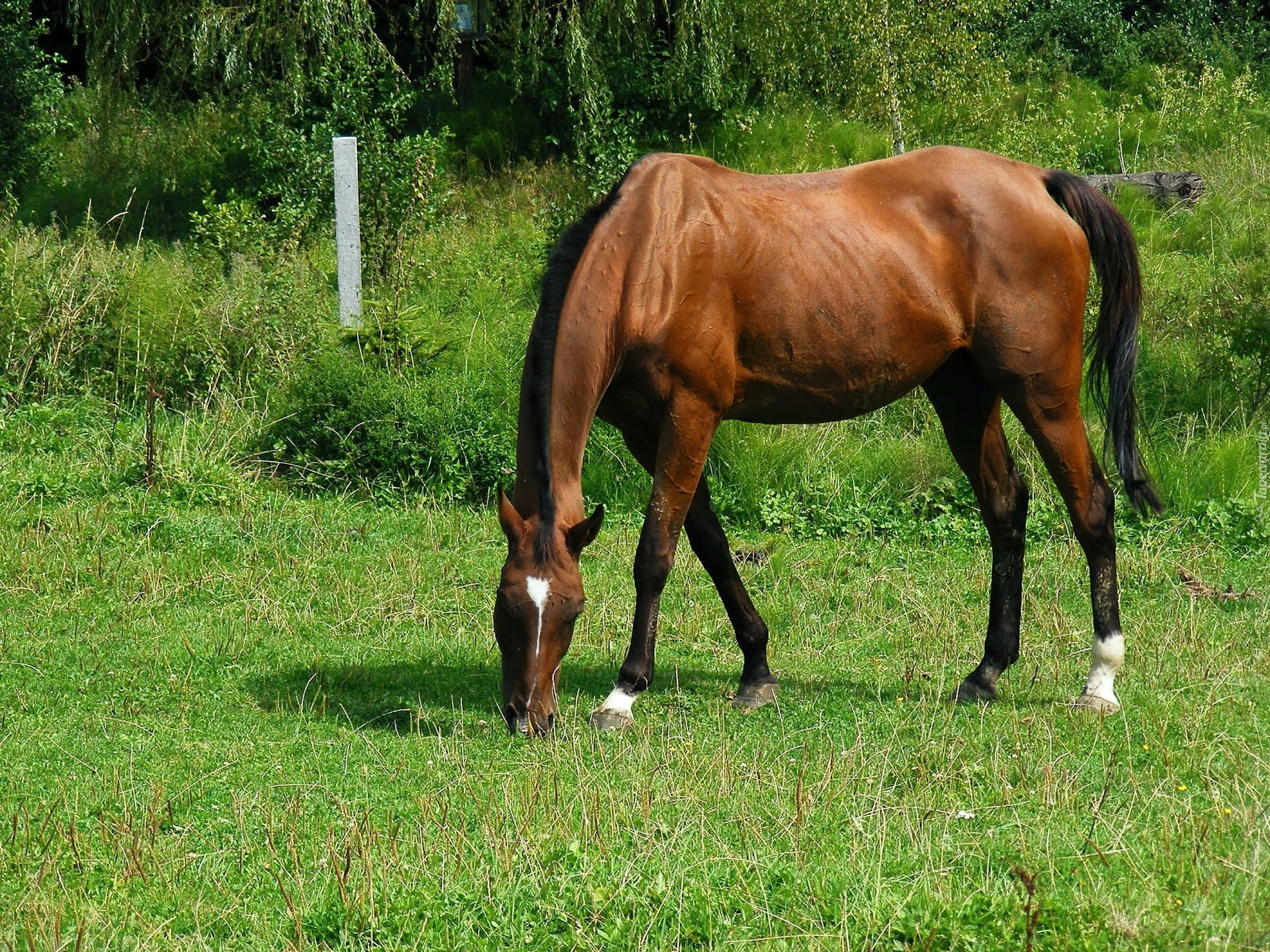 Konik, Trawa