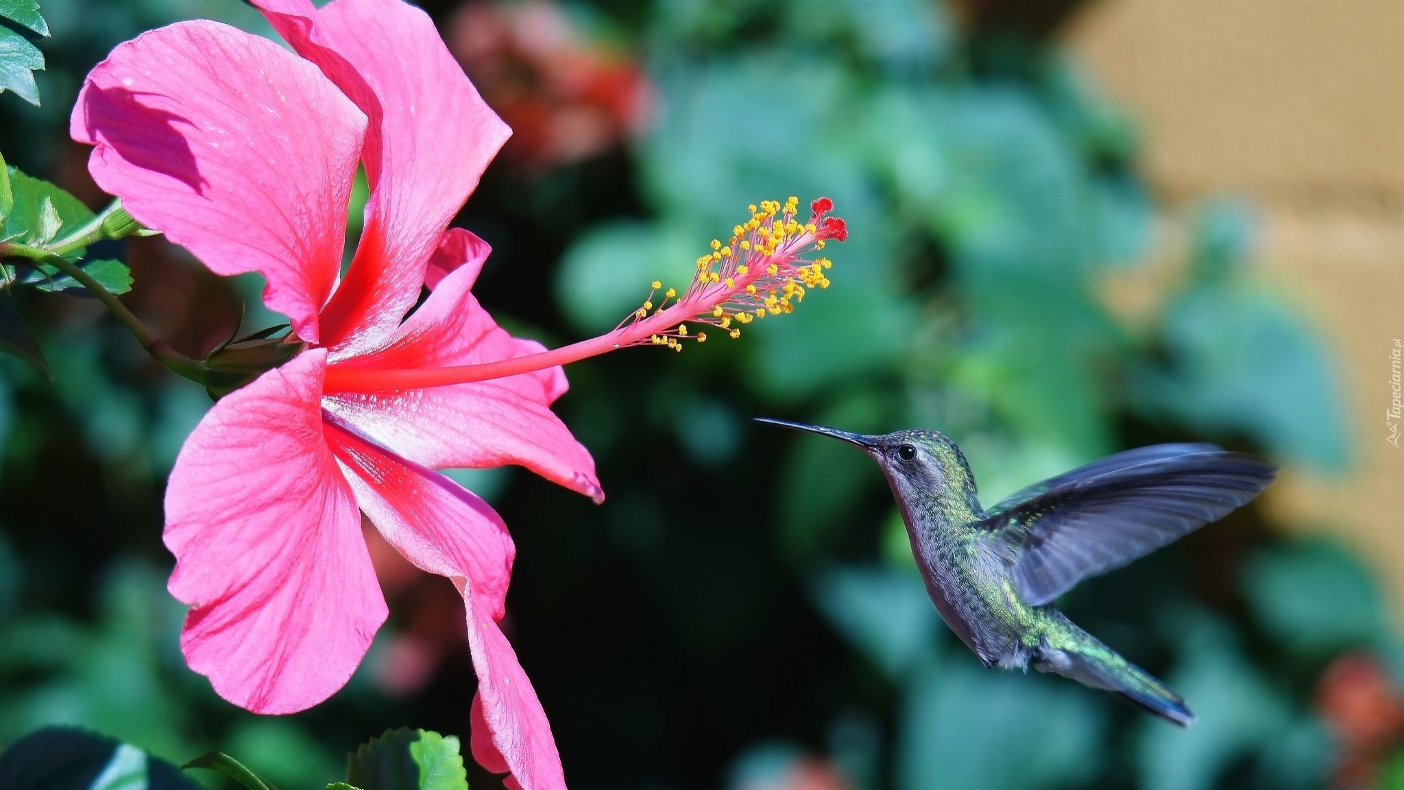 Różowy, Hibiskus, Koliber